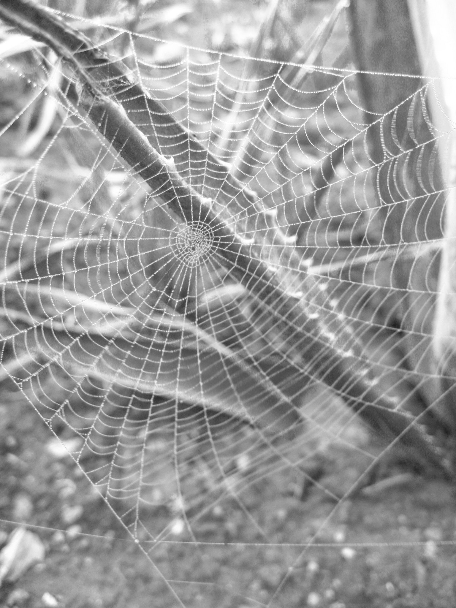 Canon DIGITAL IXUS 950 IS sample photo. Spider web in aloe vera photography