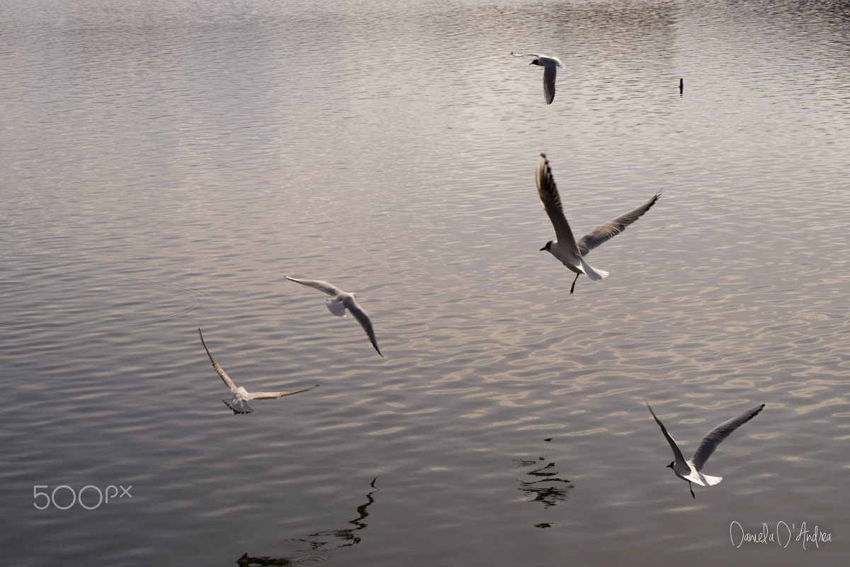 Nikon D610 + Sigma 55-200mm F4-5.6 DC sample photo. Flying around the silver lake photography