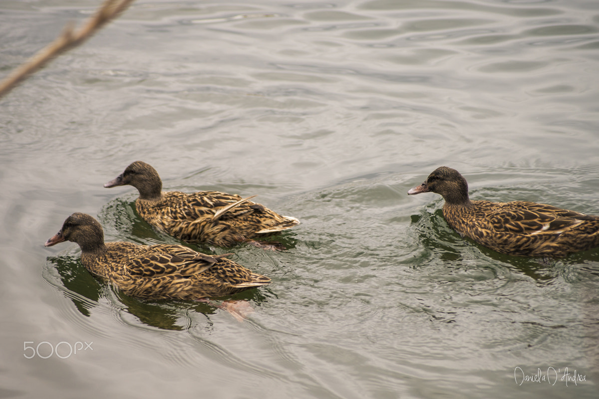 Nikon D610 + Sigma 55-200mm F4-5.6 DC sample photo. Female ducks photography