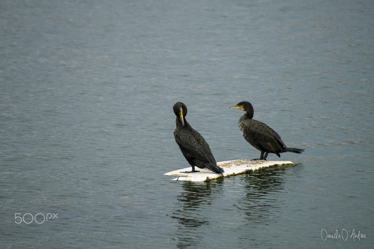 Nikon D610 + Sigma 55-200mm F4-5.6 DC sample photo. Couple of cormorants photography