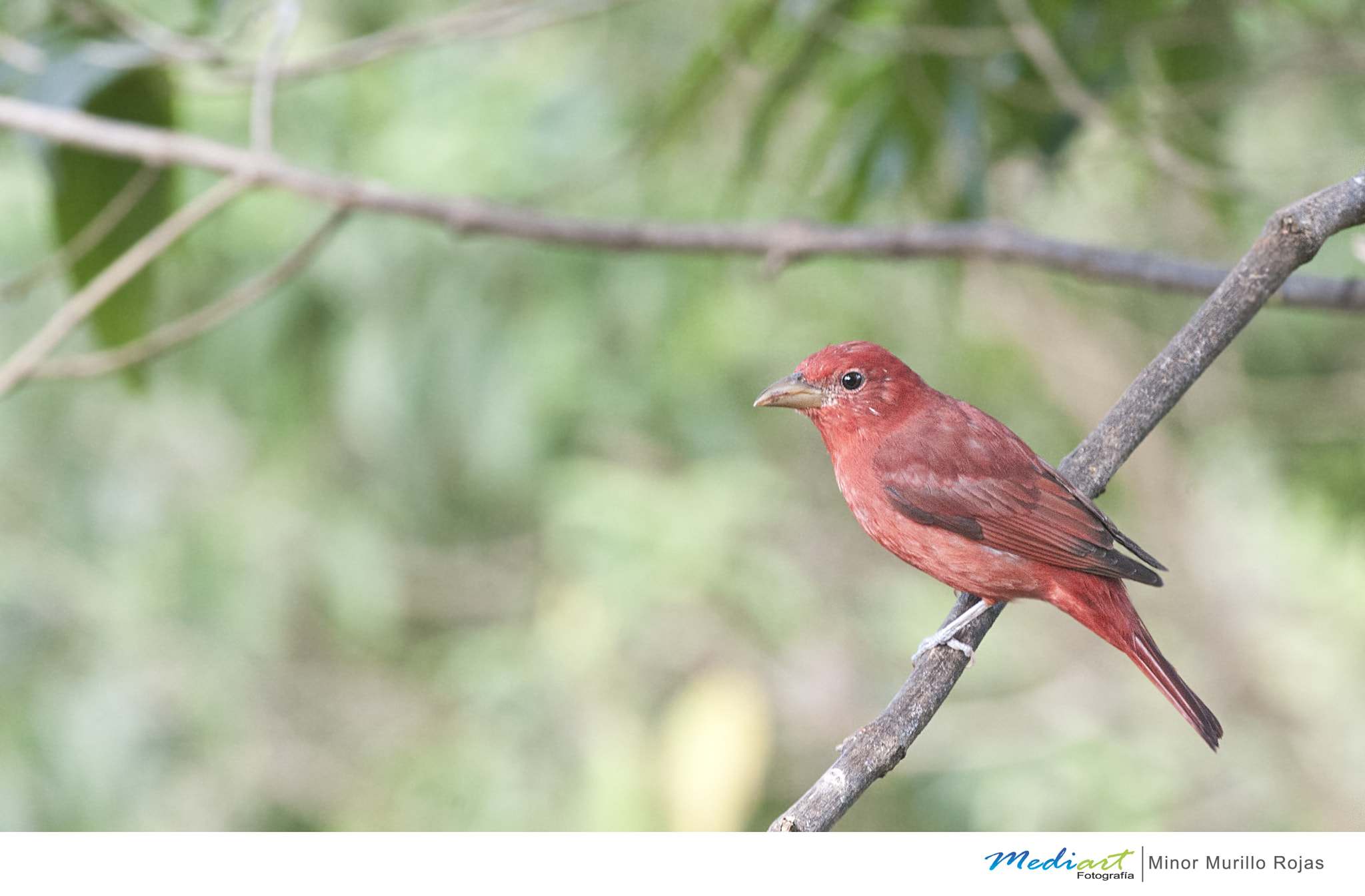 Nikon D700 + Nikon AF-S Nikkor 300mm F4D ED-IF sample photo. Summer tanager photography