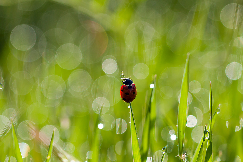 Canon EOS 40D + Canon EF 100mm F2.8L Macro IS USM sample photo. Lost in bokeh photography