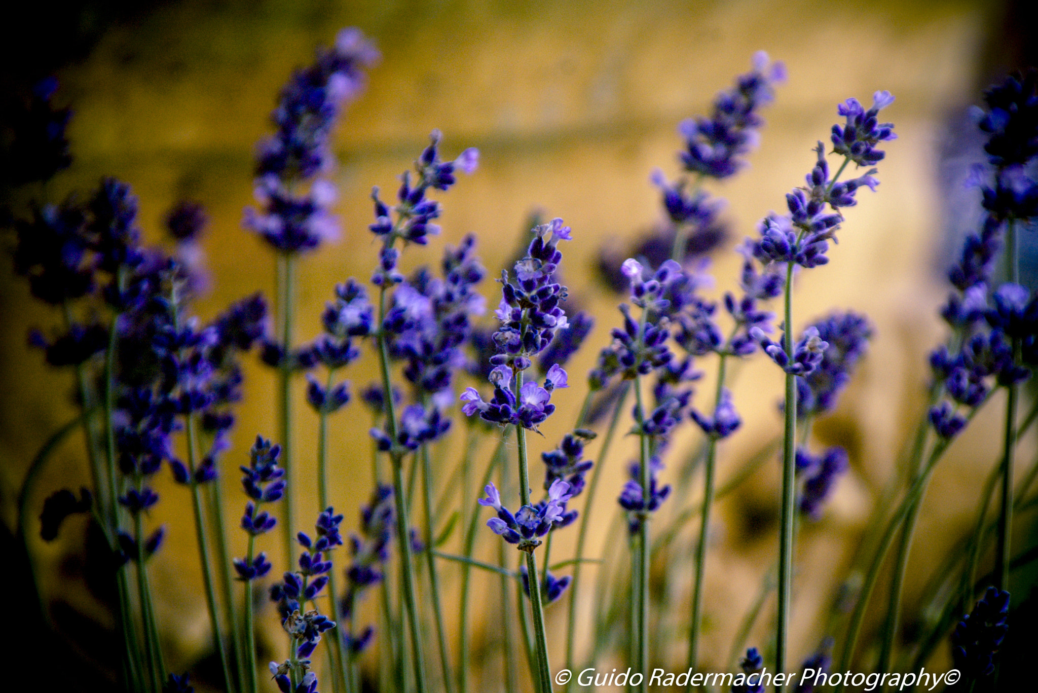 Pentax K100D + Tamron AF 28-300mm F3.5-6.3 XR Di LD Aspherical (IF) Macro sample photo. Lavendel photography