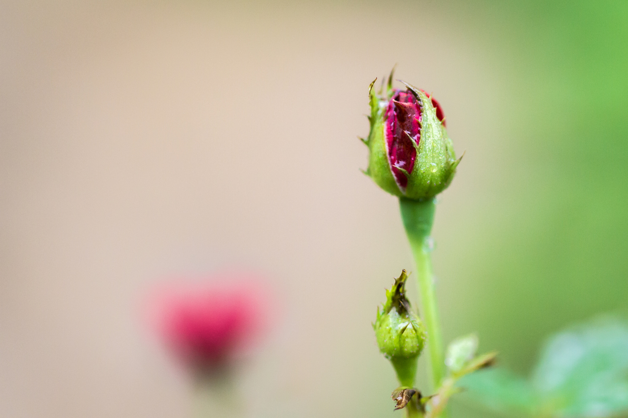 Sigma 50mm f/1.4 EX DG HSM + 1.4x sample photo. Roses photography