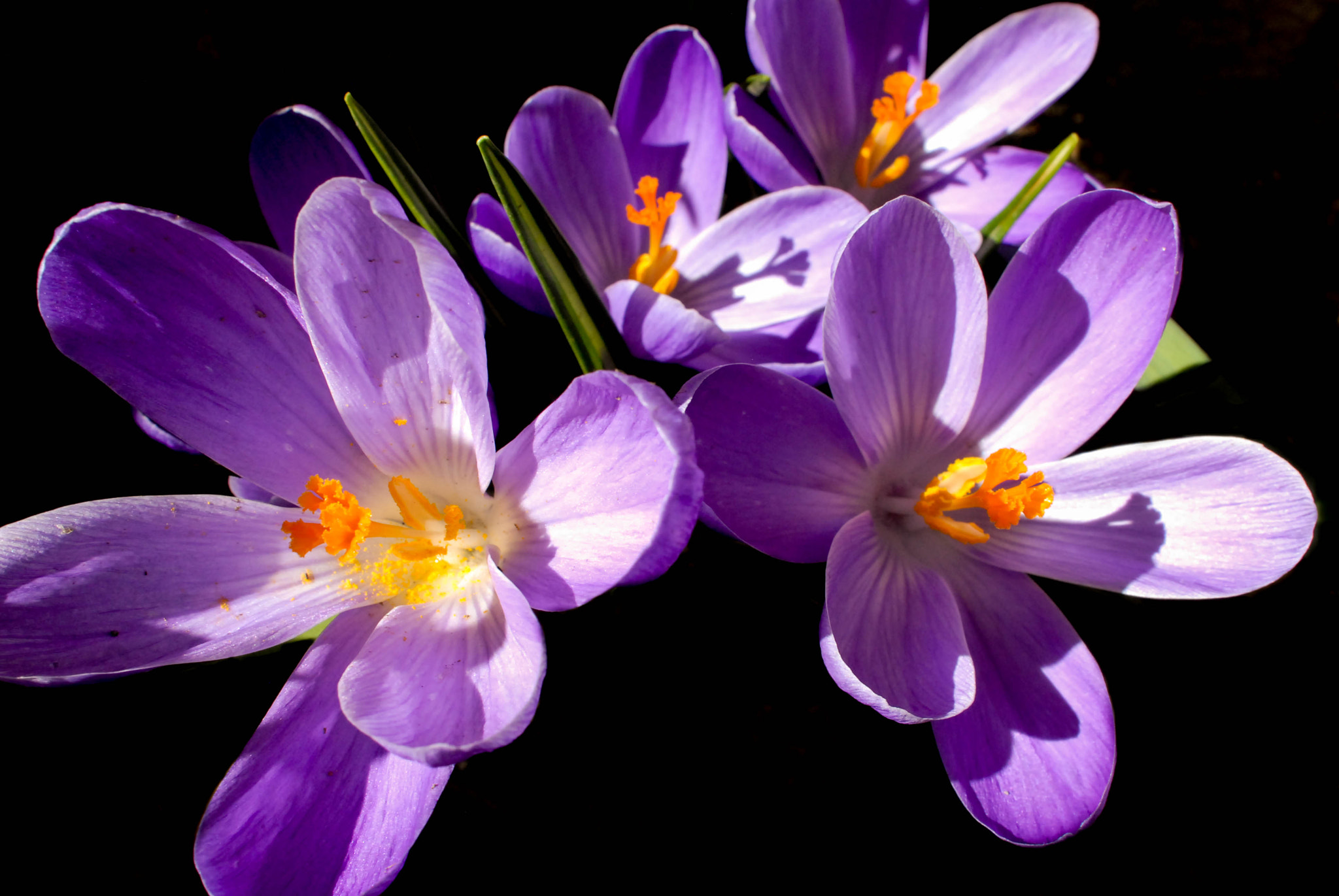 AF Zoom-Nikkor 28-85mm f/3.5-4.5 sample photo. Fleurs hivernales photography