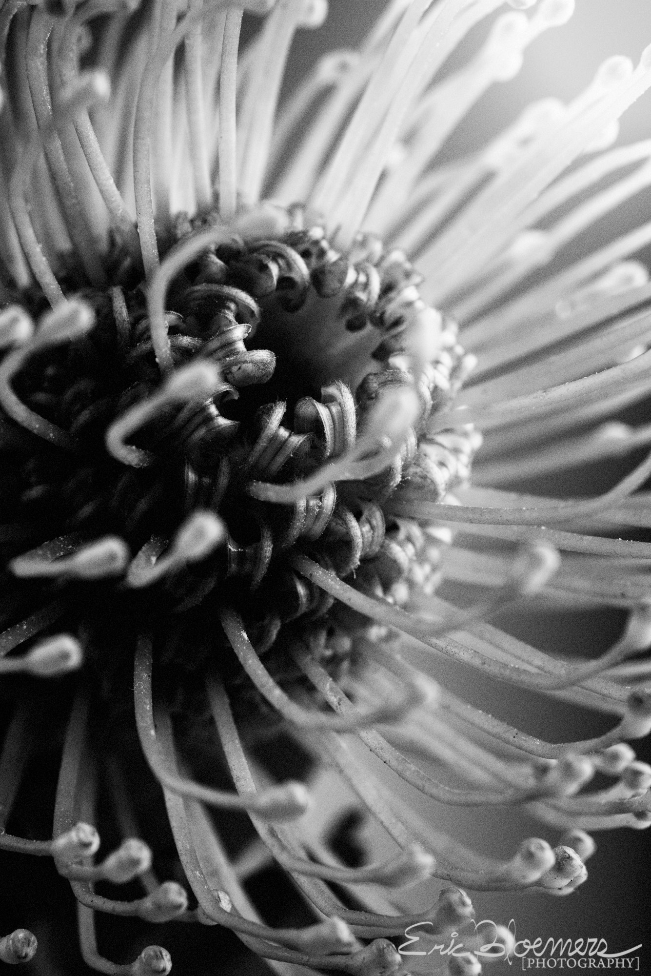 Nikon D800E + AF Micro-Nikkor 60mm f/2.8 sample photo. Pincushion flower bw photography