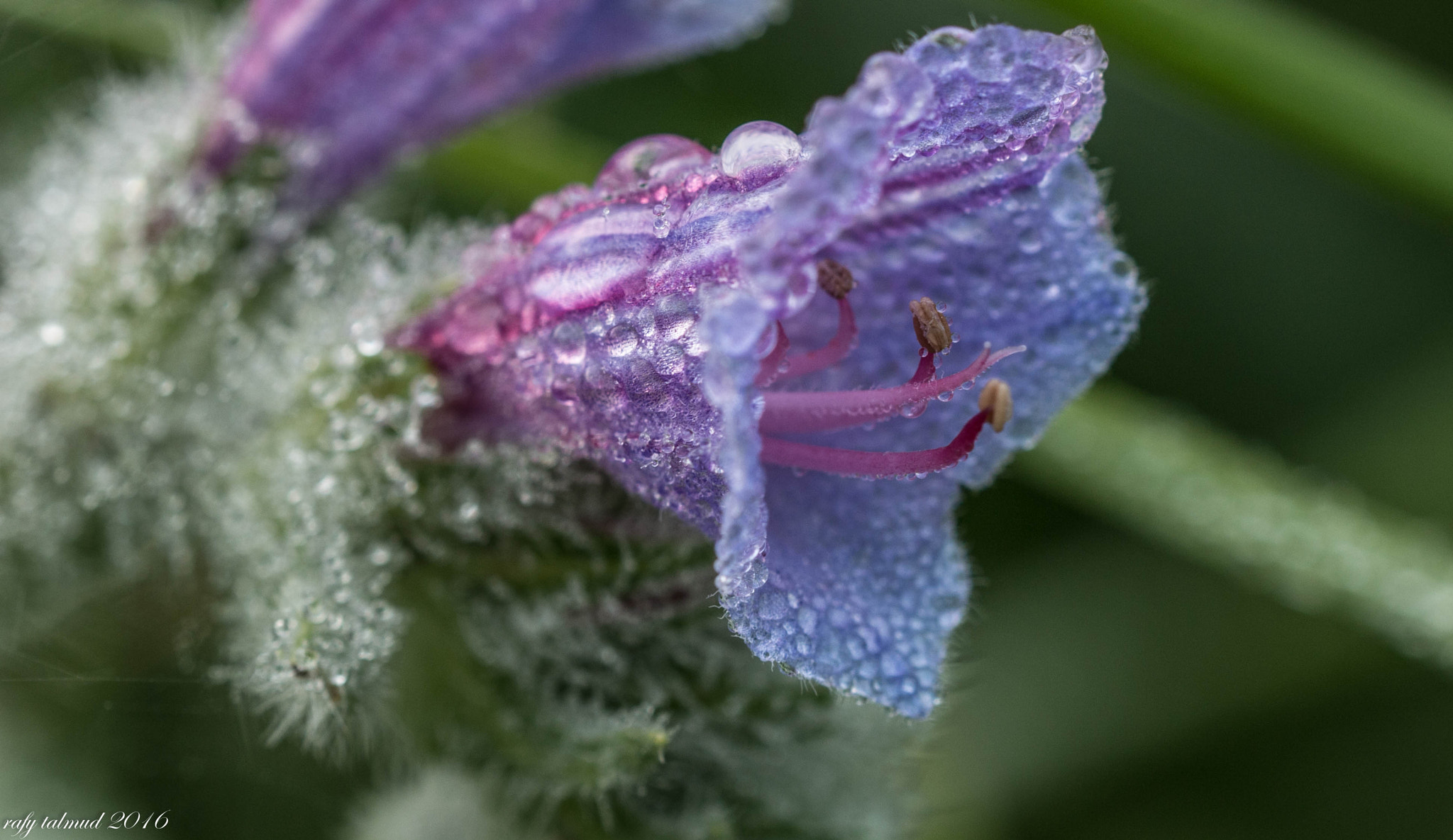 Sigma 150mm f/2.8 EX DG OS HSM APO Macro sample photo. Deep purple photography