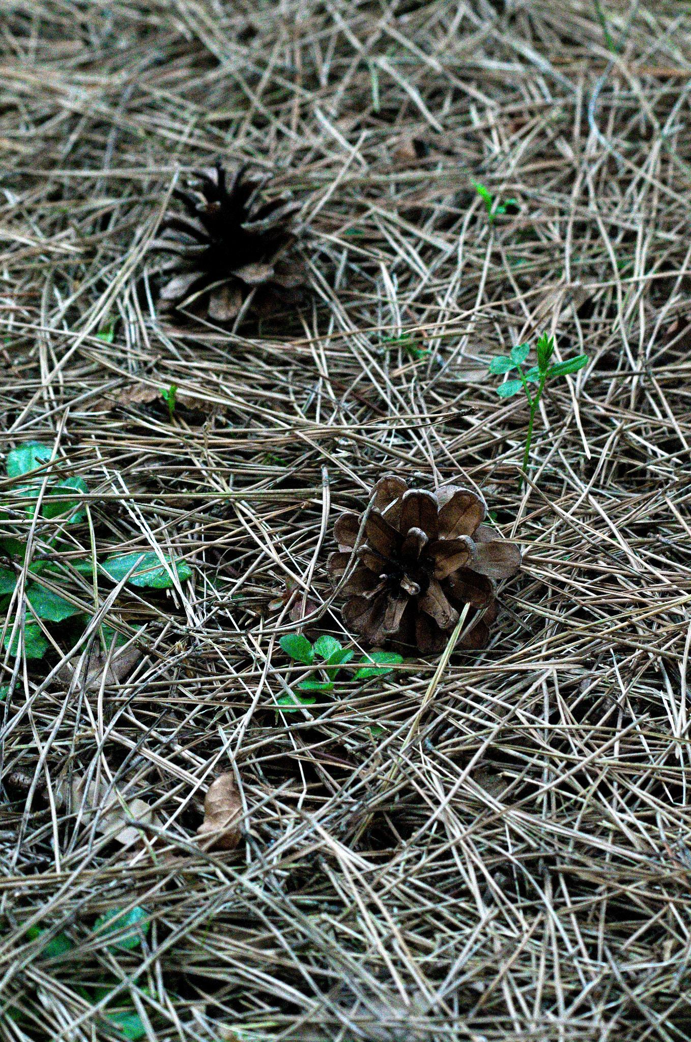 smc PENTAX-FA 70-200mm F4-5.6 sample photo. Pine cones photography