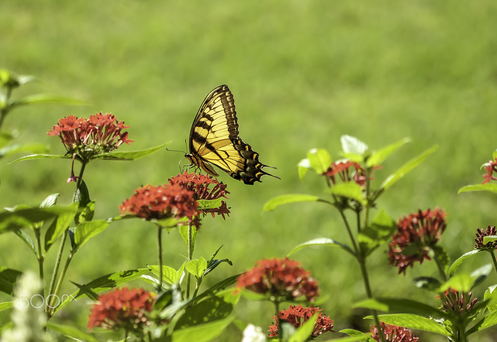 Canon EOS 400D (EOS Digital Rebel XTi / EOS Kiss Digital X) sample photo. A butterfly... photography