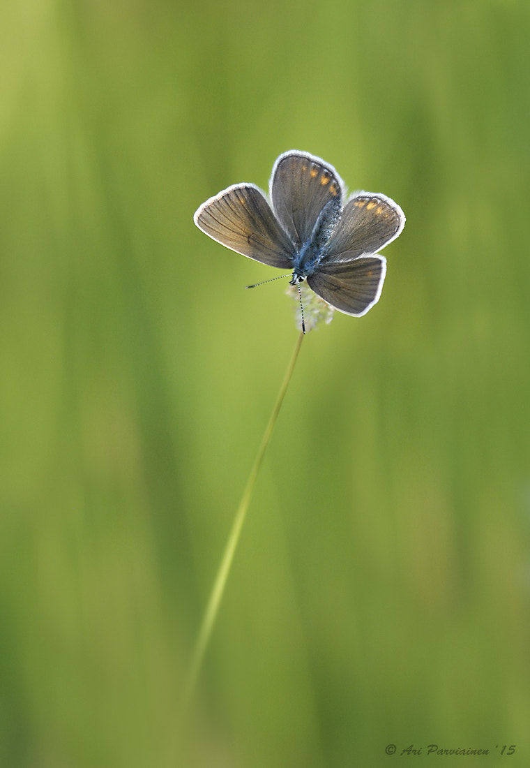 Sigma 150mm F2.8 EX DG OS Macro HSM sample photo. Amanda's blue female photography