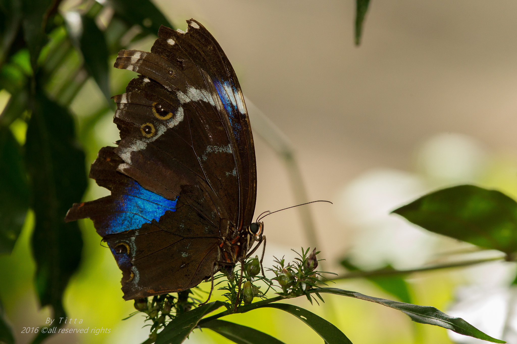 Canon EF 300mm F4L IS USM sample photo