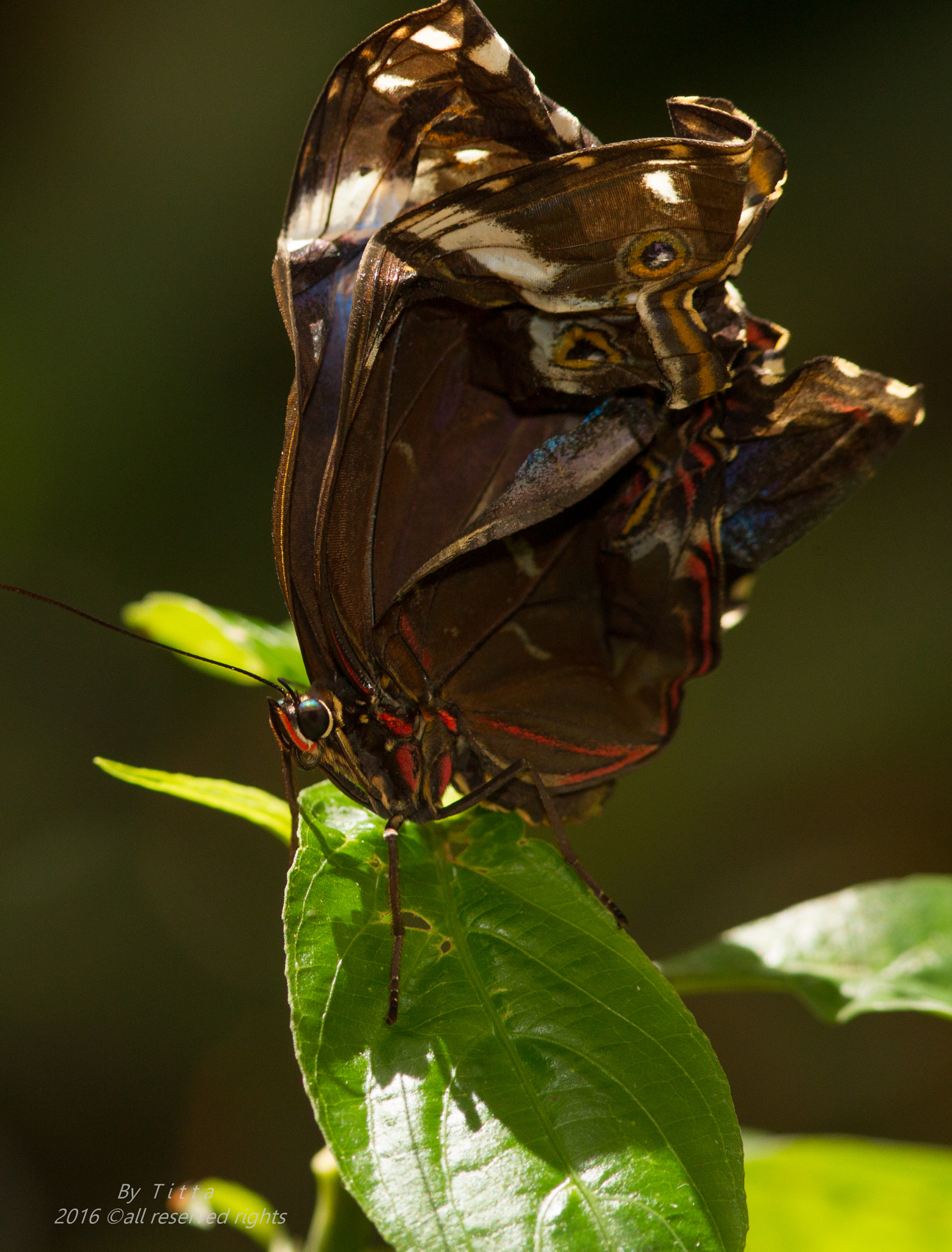 Canon EF 300mm F4L IS USM sample photo