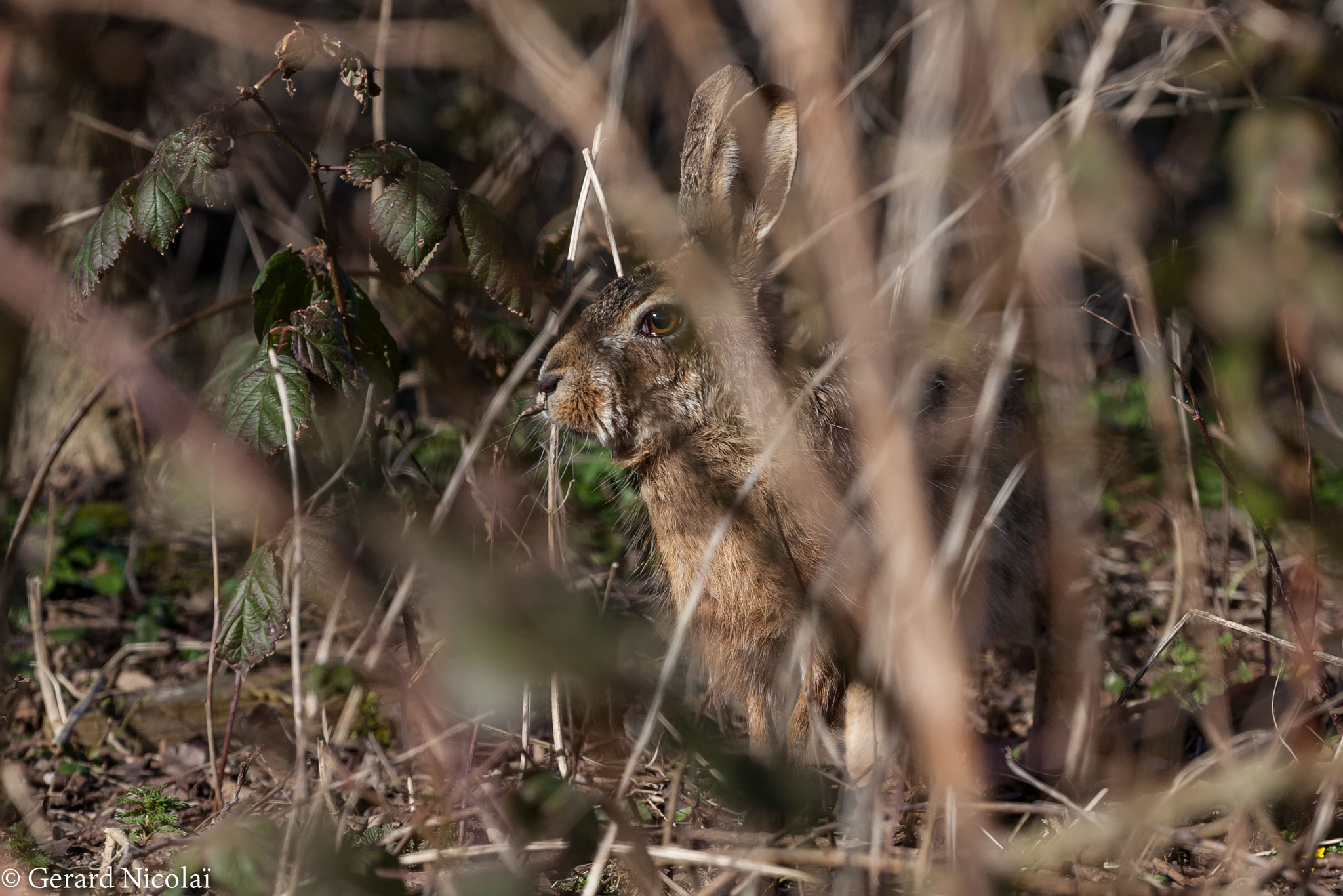 Canon EF 300mm F2.8L IS USM sample photo. Hare hiding photography