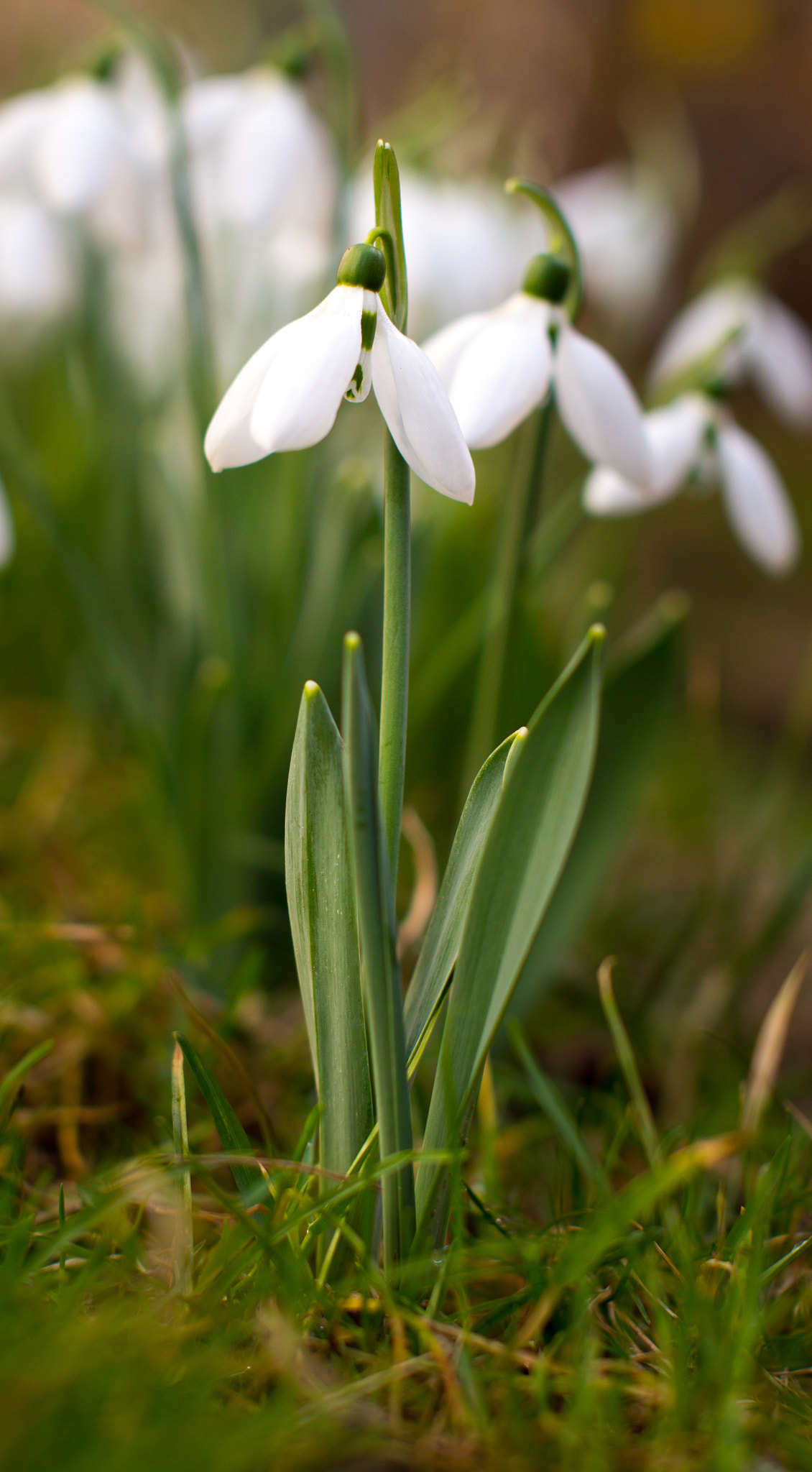 Nikon D3200 + Sigma 50mm F1.4 EX DG HSM sample photo. Spring flower photography