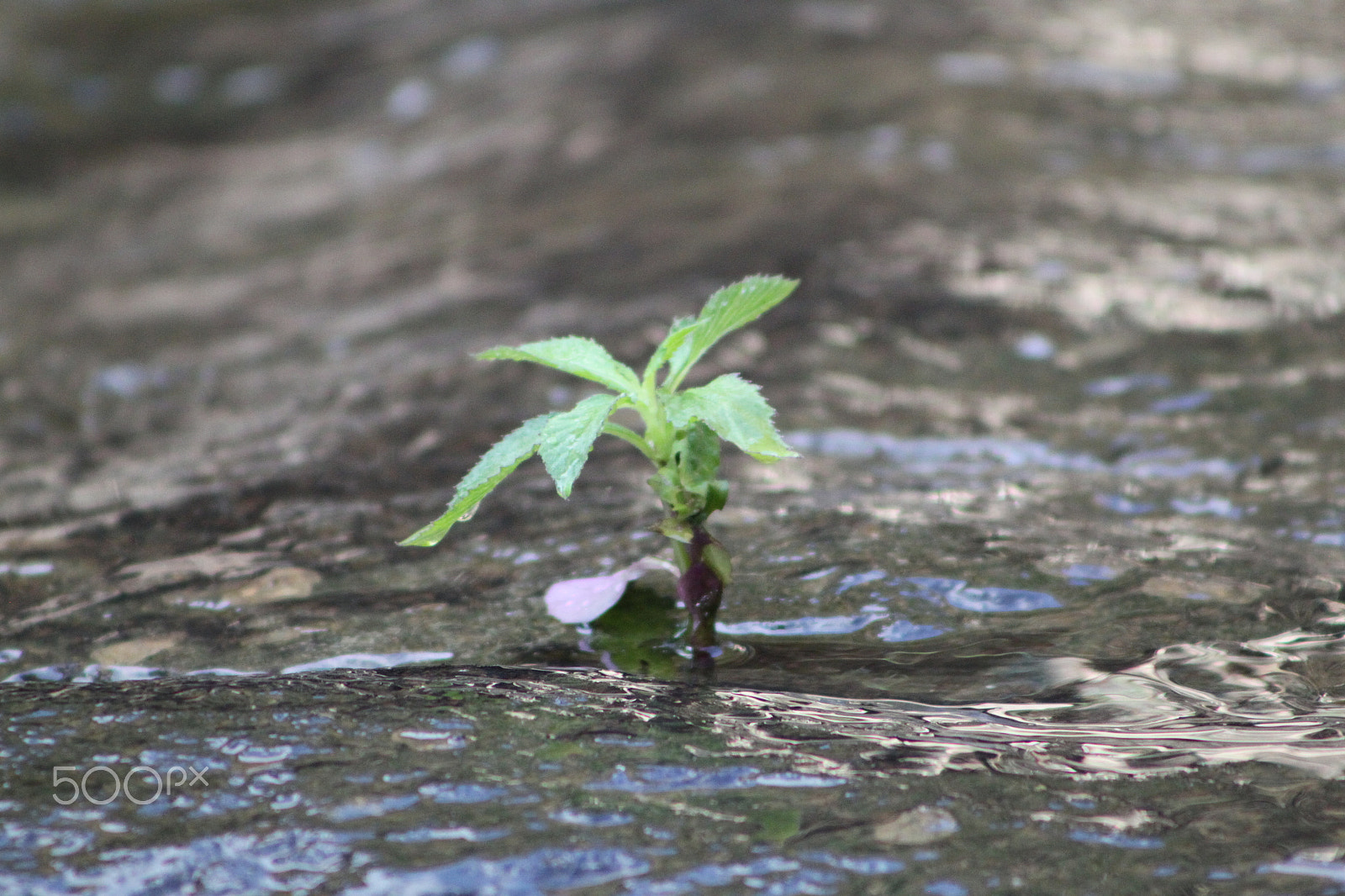 Canon EF 75-300mm f/4-5.6 USM sample photo. Small life photography