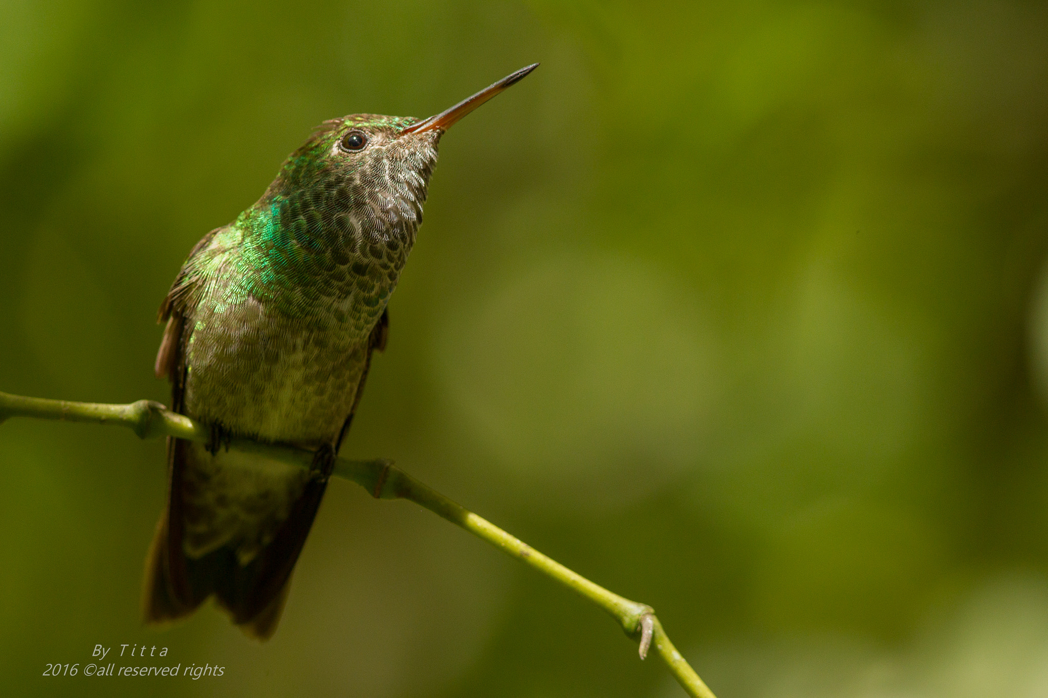 Canon EF 300mm F4L IS USM sample photo. Beija flor dourado photography