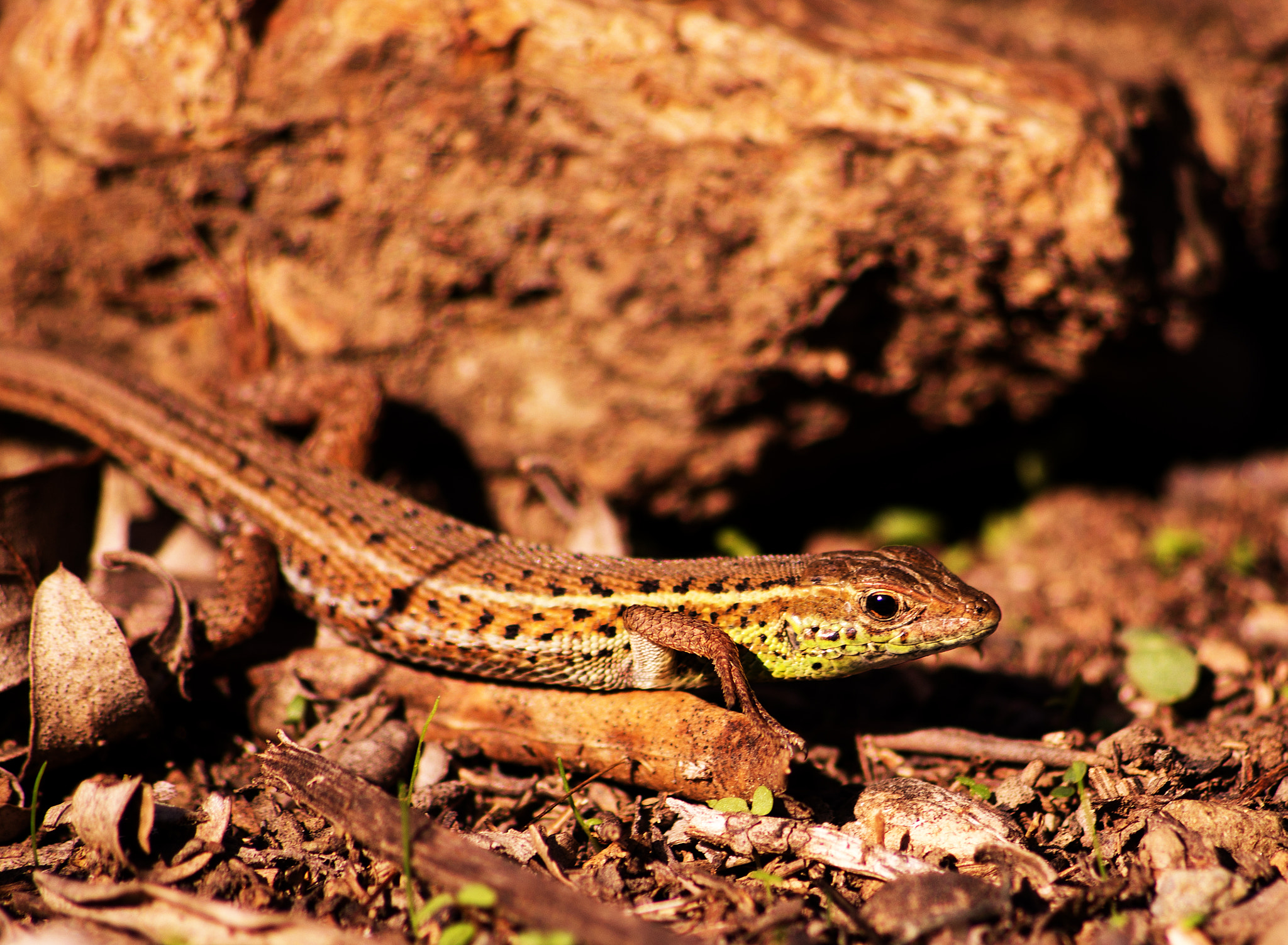 smc PENTAX-DA L 55-300mm F4-5.8 ED sample photo. The tiny lizard. photography