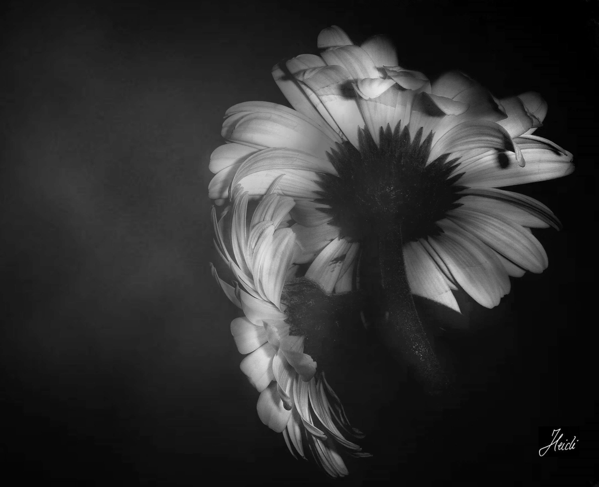 Sony DSC-T77 sample photo. Gerbera photography