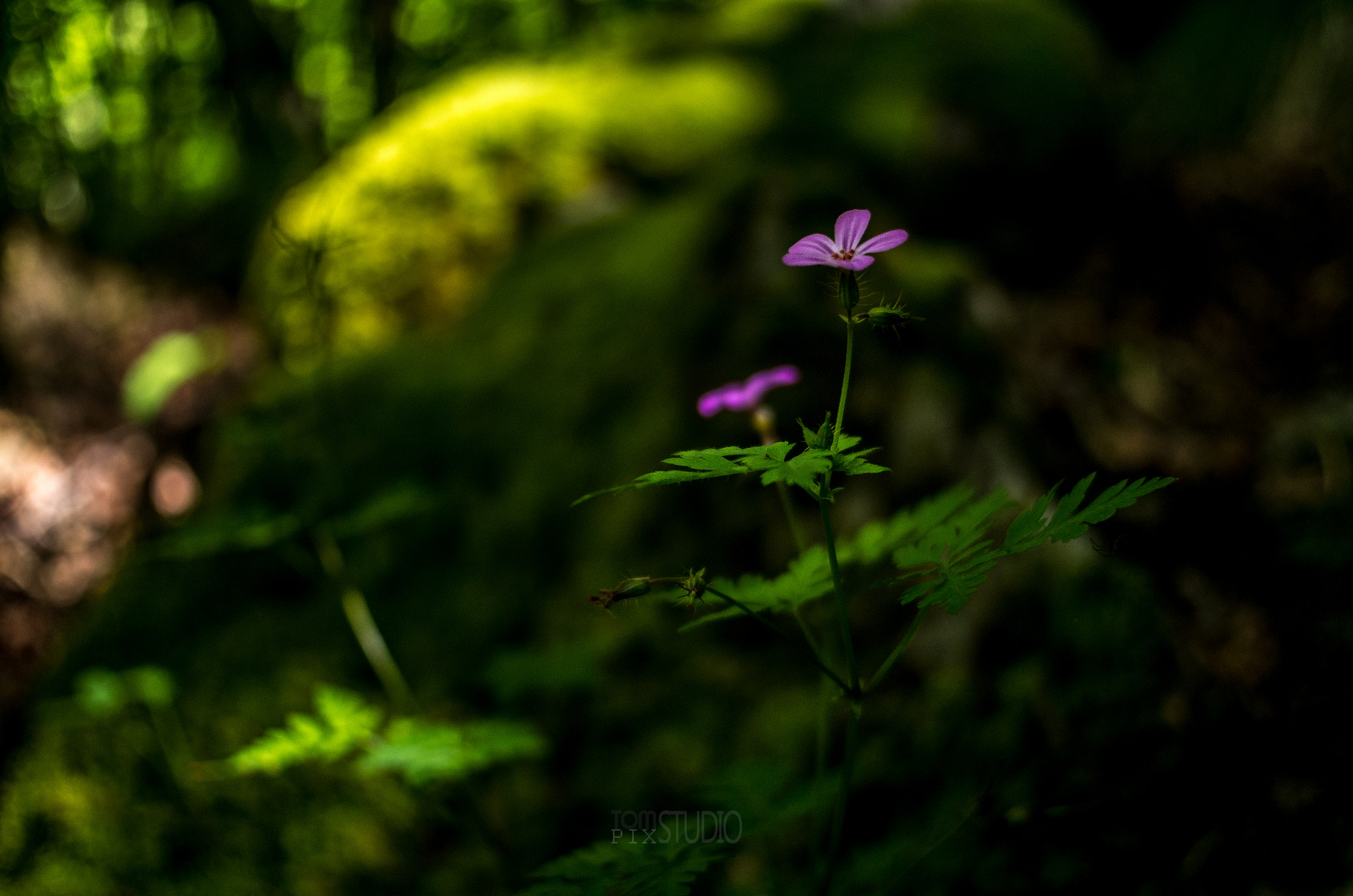 Pentax K-30 + A Series Lens sample photo. Little savage.jpg photography