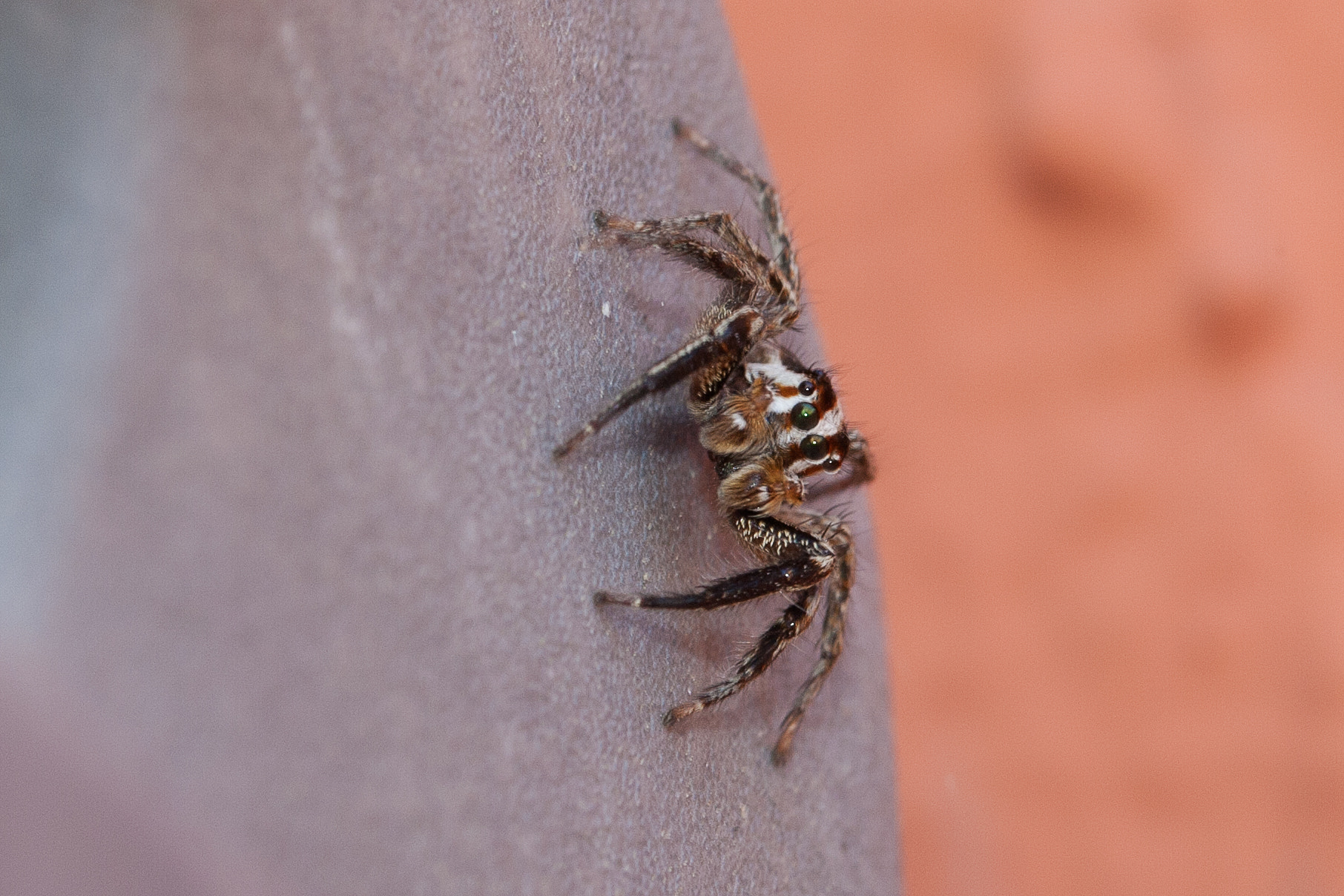 Canon EF 100mm F2.8L Macro IS USM sample photo. Plexippus paykulli photography