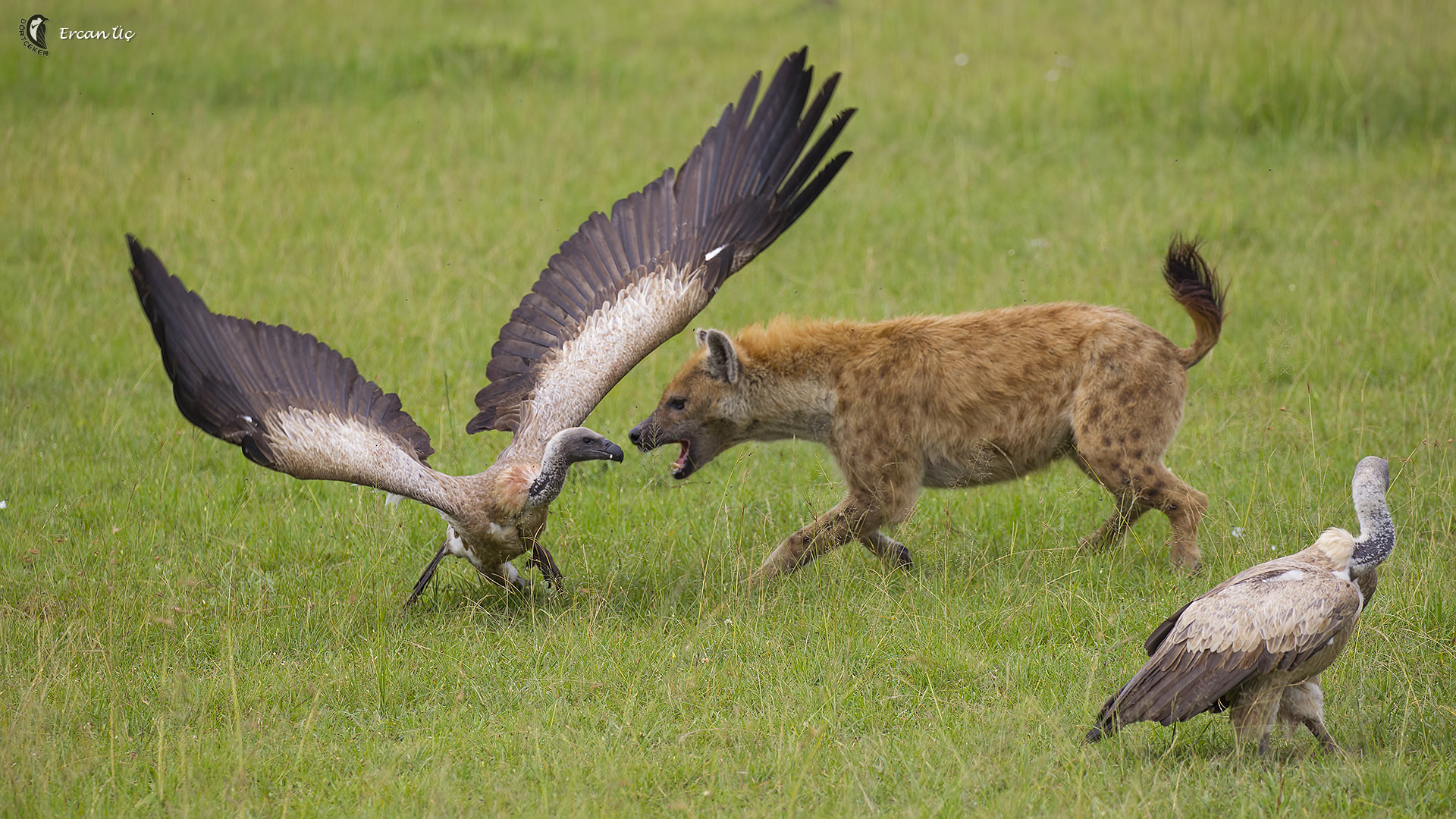 Canon EOS-1D Mark IV + Canon EF 100-400mm F4.5-5.6L IS II USM sample photo. Fight for prey photography