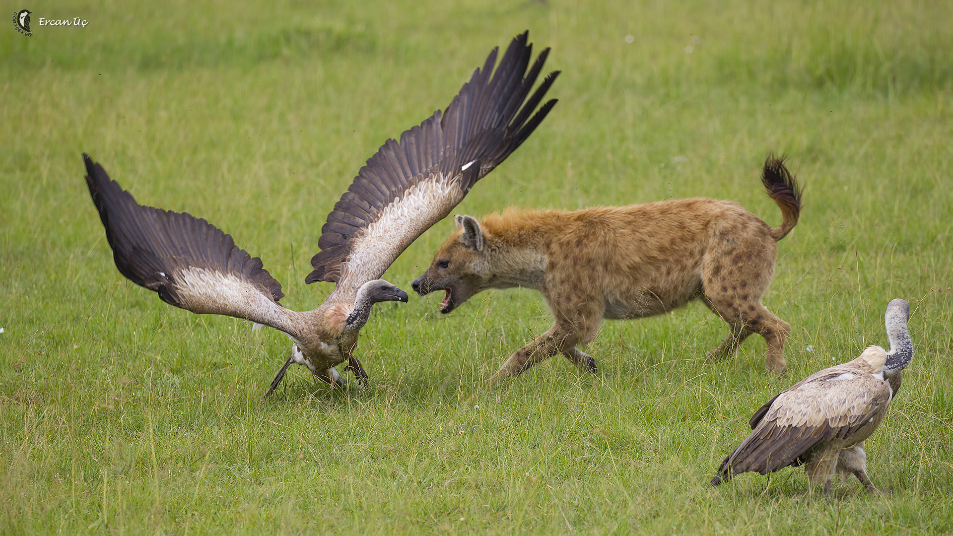 Canon EF 100-400mm F4.5-5.6L IS II USM sample photo. Fight for prey photography