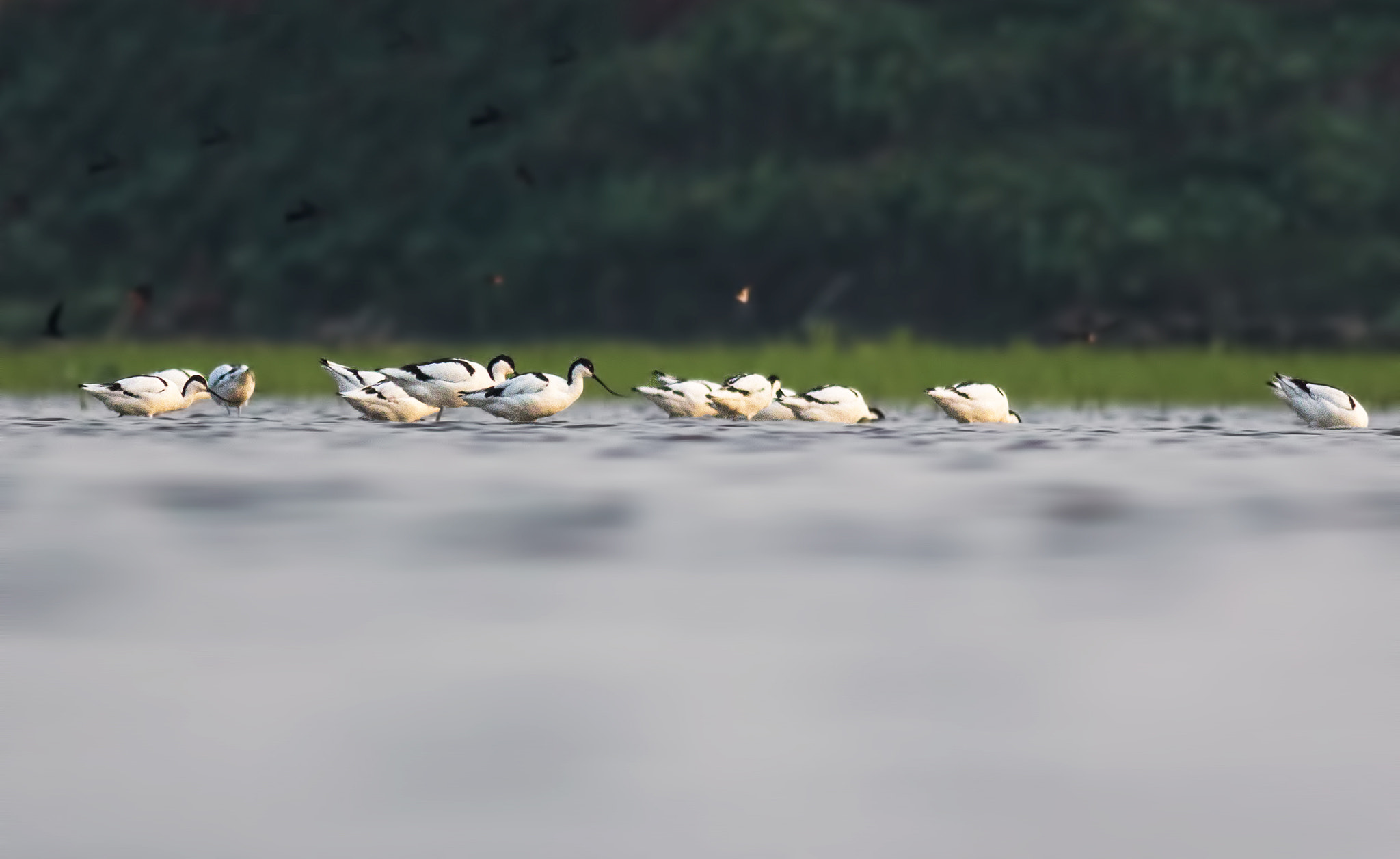 Canon EOS 60D + Canon EF 400mm F5.6L USM sample photo. Pied avocet photography