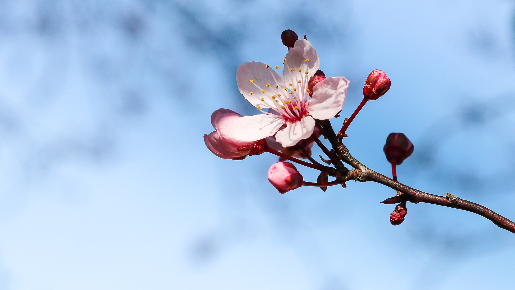 Canon EOS 760D (EOS Rebel T6s / EOS 8000D) + Canon EF 50mm F1.8 II sample photo. Cerisier du japon photography