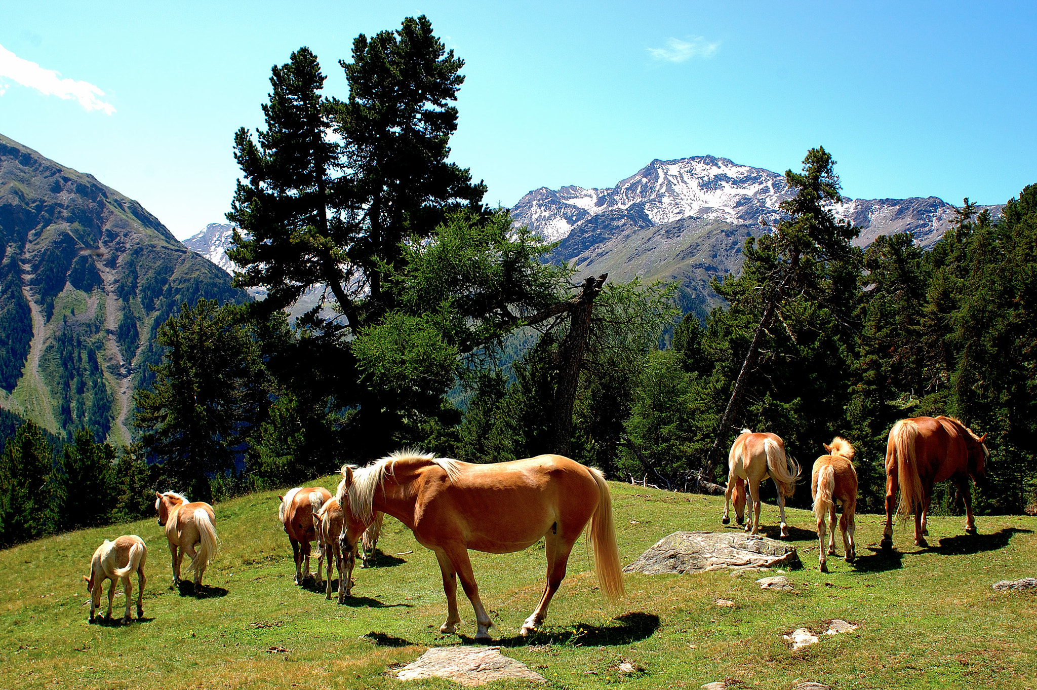 Nikon D70 + Nikon AF Nikkor 24mm F2.8D sample photo. Südtirol_3772.jpg photography