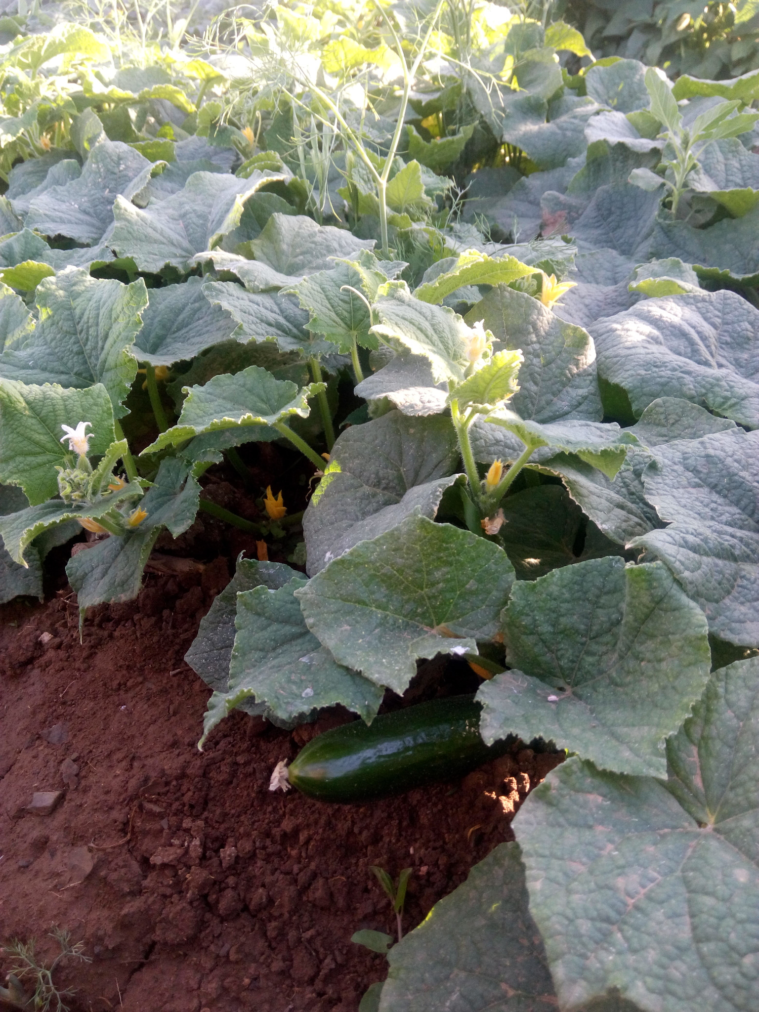 HTC DESIRE 816G DUAL SIM sample photo