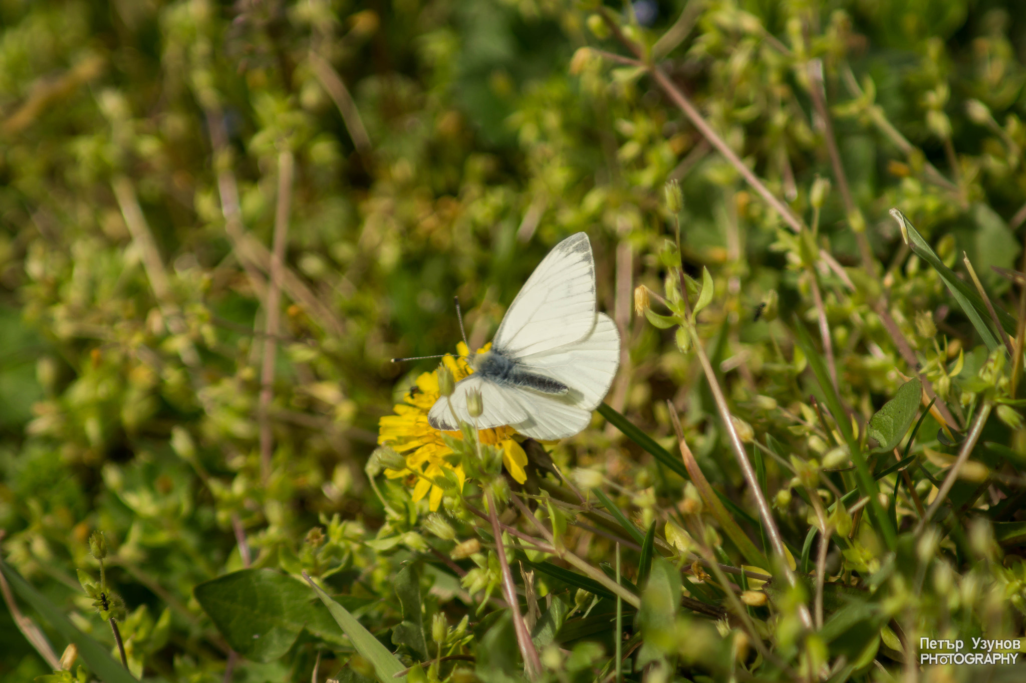 Minolta AF 80-200mm F4.5-5.6 sample photo. Spring butterfly photography