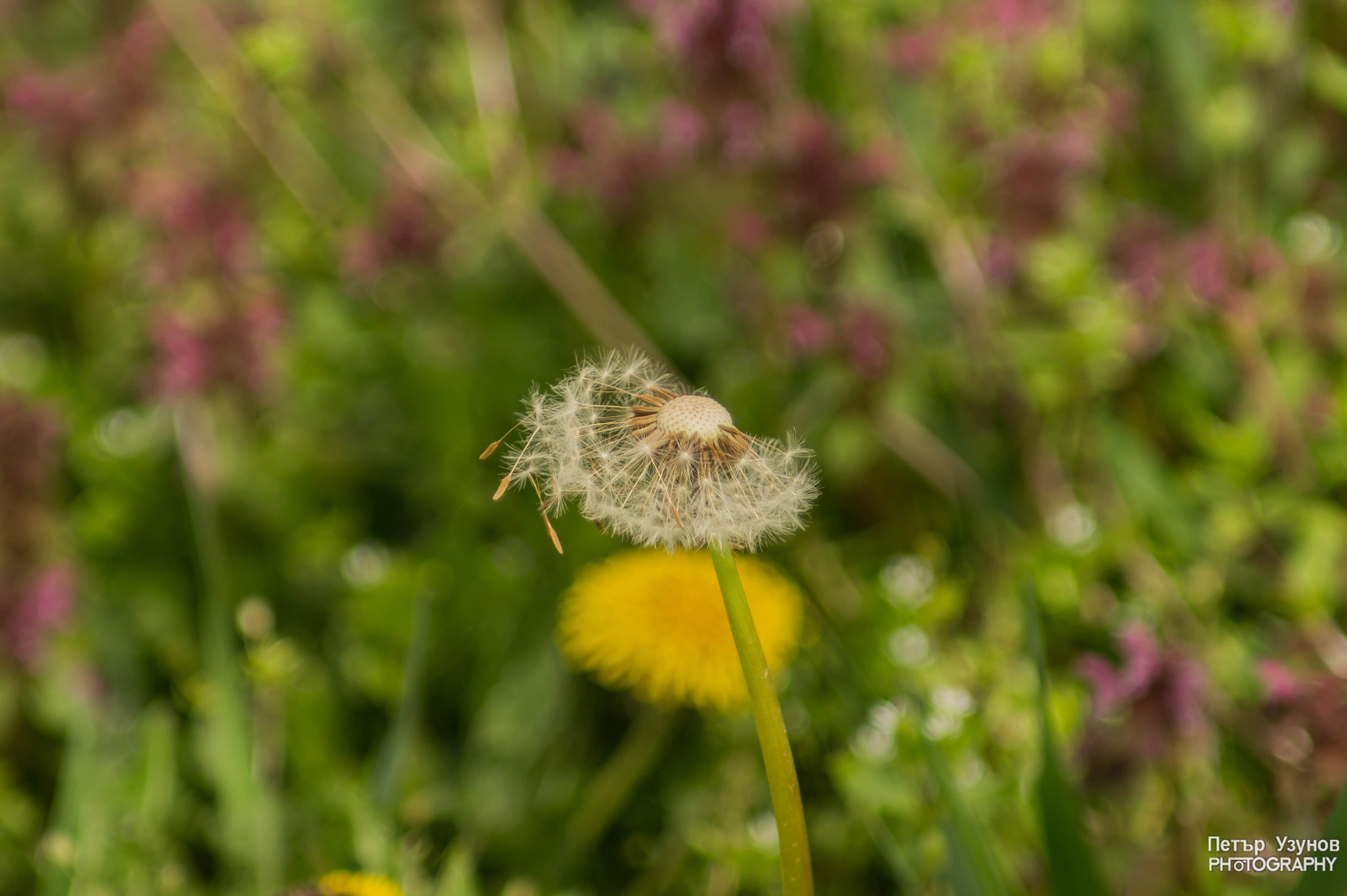 Minolta AF 80-200mm F4.5-5.6 sample photo. Dandelion photography