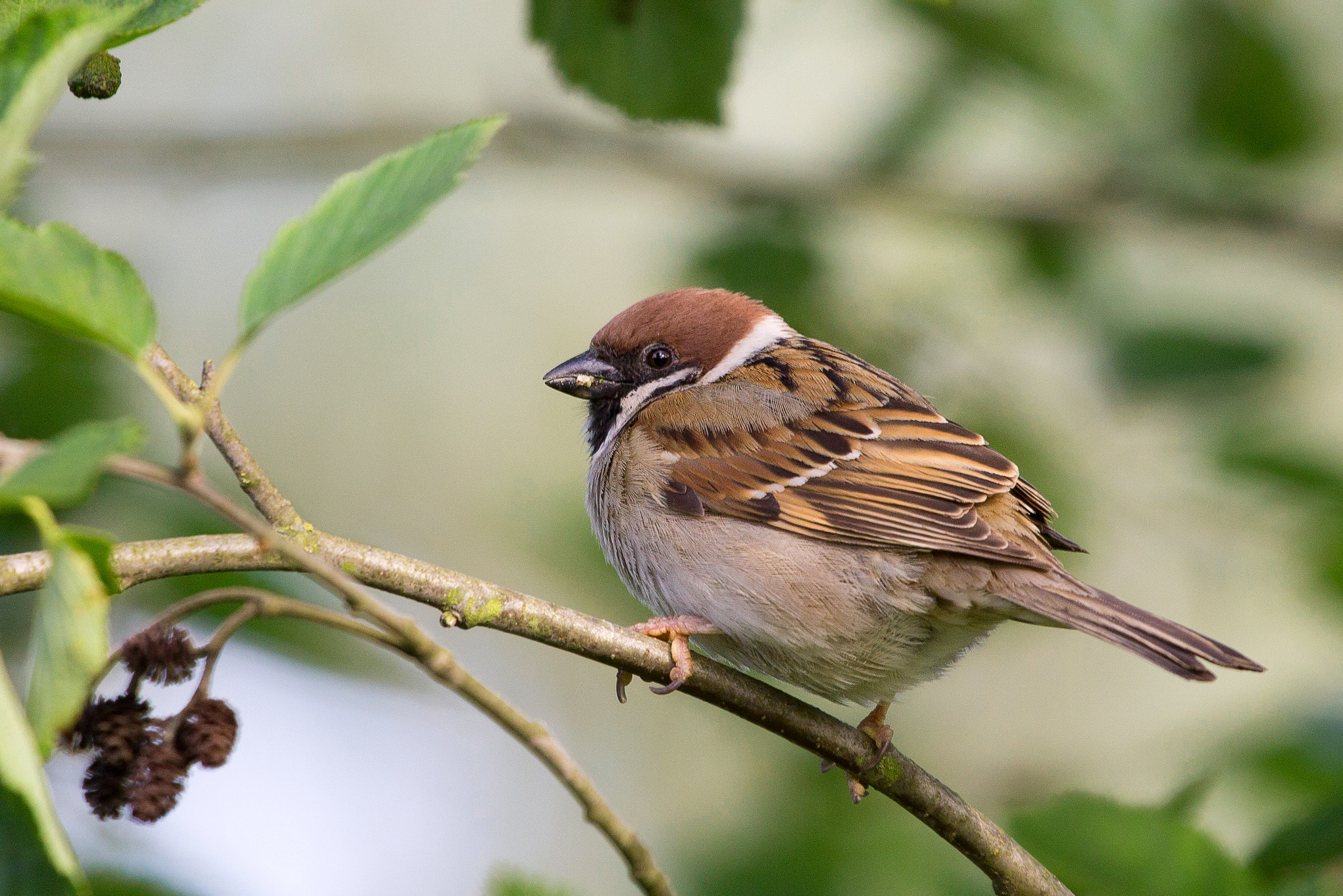 Canon EF 100-400mm F4.5-5.6L IS USM sample photo. Eurasian tree sparrow photography