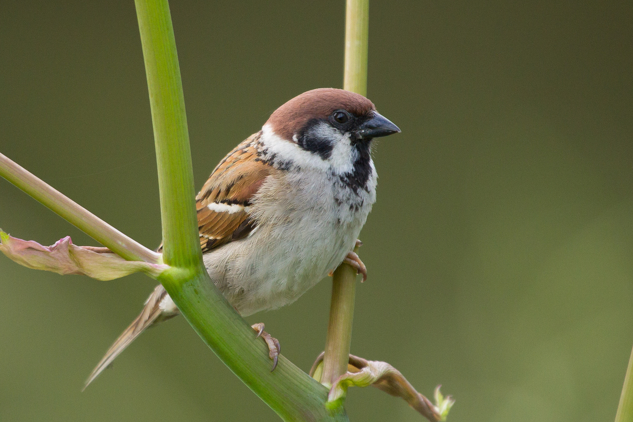 Canon EOS 1100D (EOS Rebel T3 / EOS Kiss X50) + Canon EF 100-400mm F4.5-5.6L IS USM sample photo. Eurasian tree sparrow photography