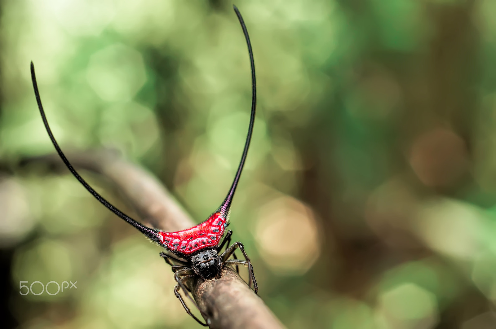 Sony SLT-A65 (SLT-A65V) + MACRO 50mm F2.8 sample photo. Curved spiny spider red color photography