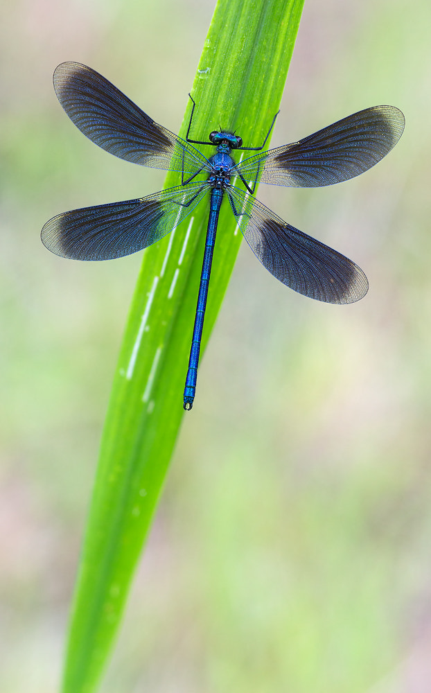 Sigma APO Macro 150mm f/2.8 EX DG HSM sample photo. Gebänderte prachtlibelle photography