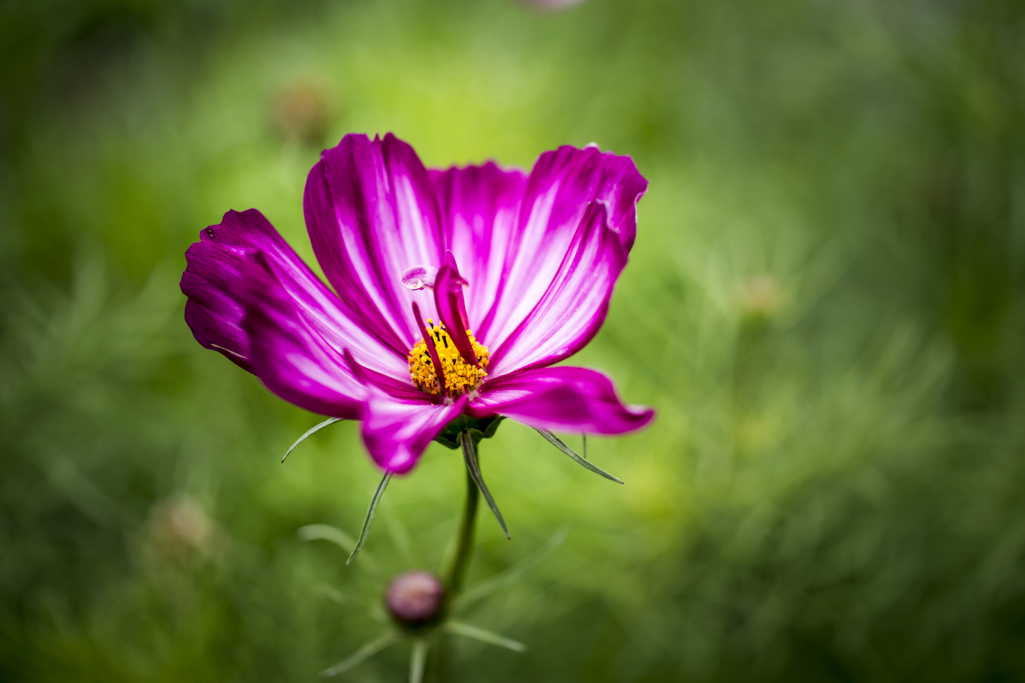 Sony Alpha DSLR-A850 + Sony 50mm F2.8 Macro sample photo. Spring photography