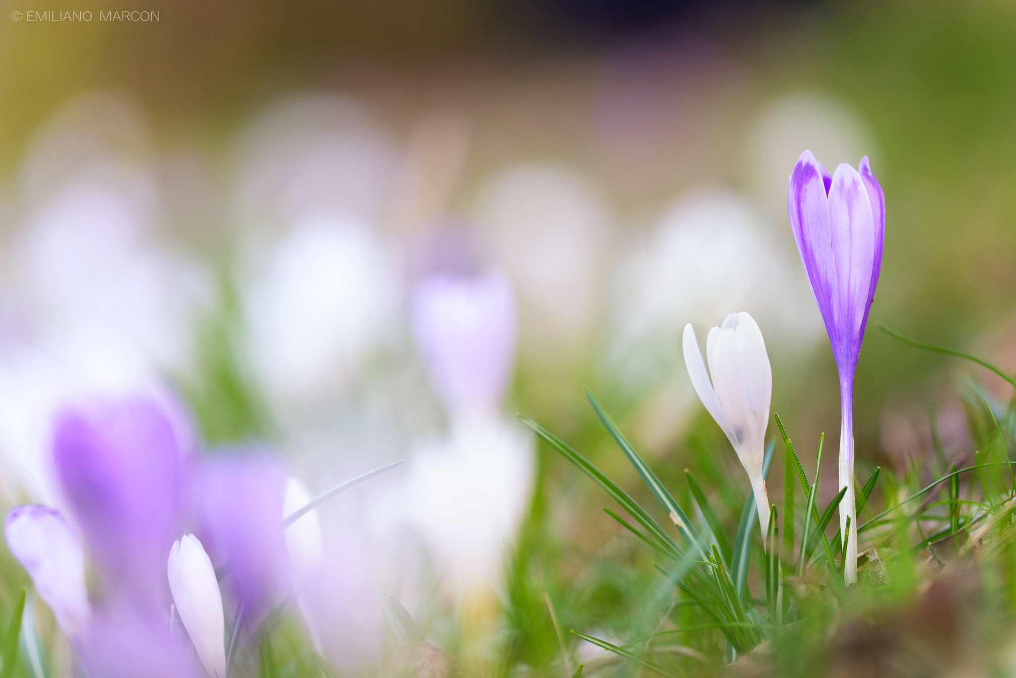 Sigma APO Macro 180mm F3.5 EX DG HSM sample photo. Nel regno dei crocus photography