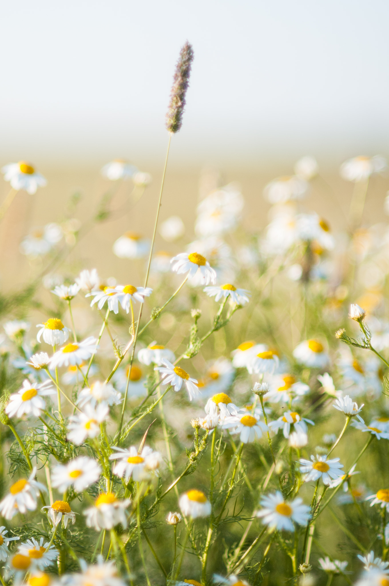 Nikon D300S + Nikon AF Nikkor 85mm F1.8D sample photo. Wild chamomile field photography