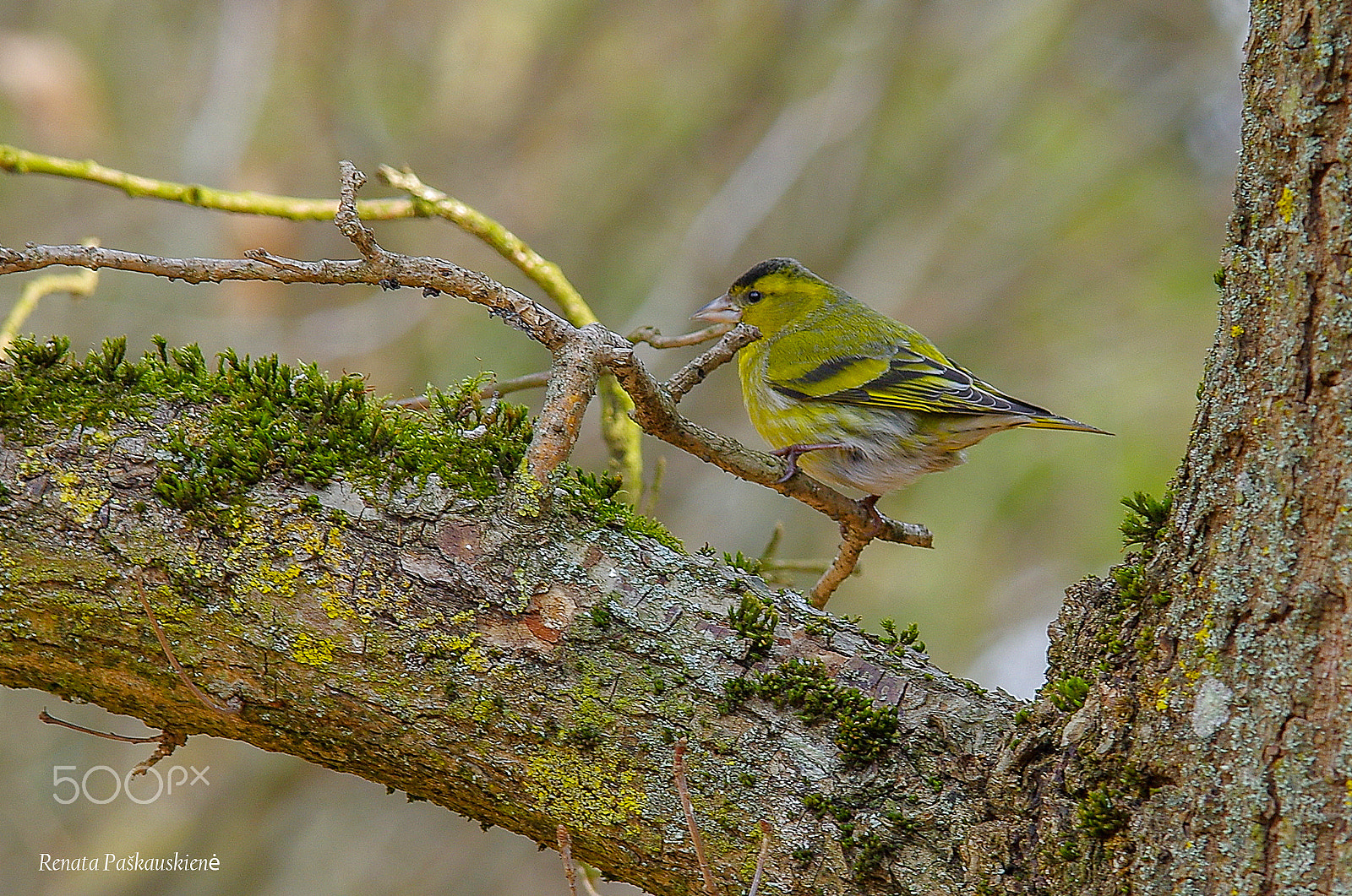 Pentax K-3 sample photo. Bird photography