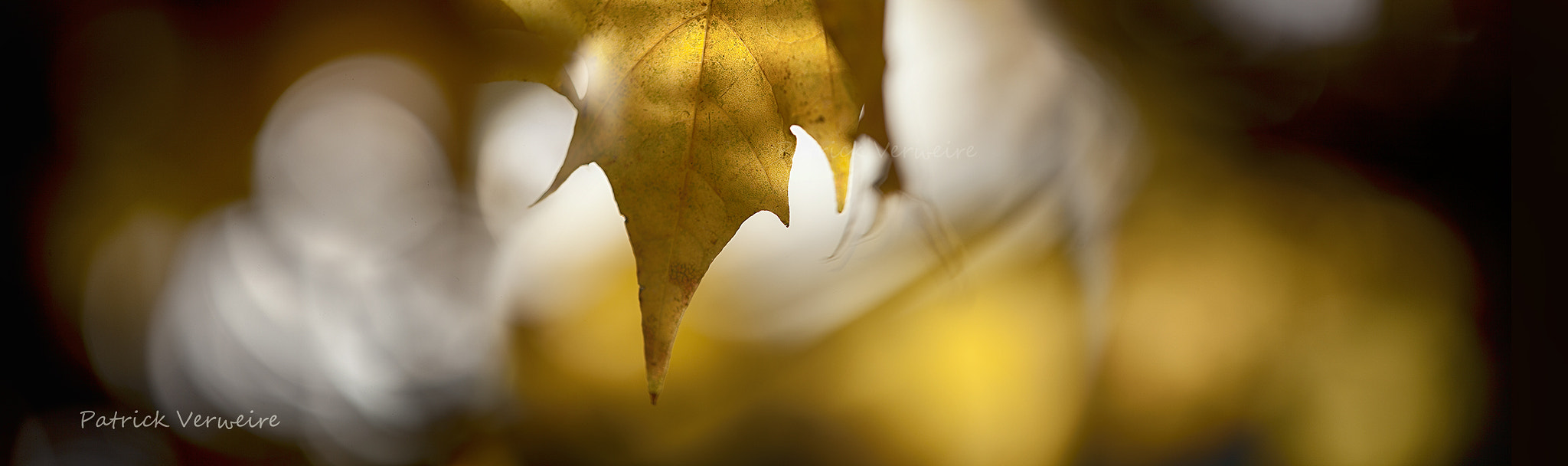 Tamron SP AF 180mm F3.5 Di LD (IF) Macro sample photo. Autumn photography