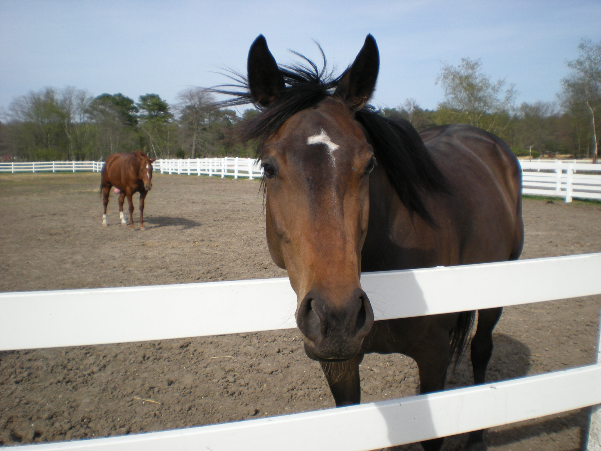 Nikon Coolpix S210 sample photo. Horses photography