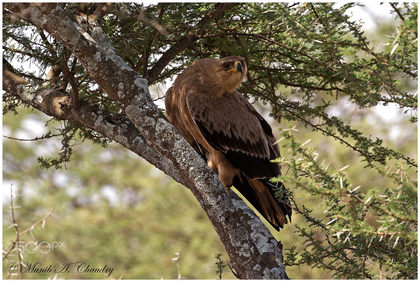 Canon EF 200-400mm F4L IS USM Extender 1.4x sample photo. The attentive raptor! photography