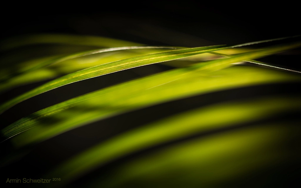 Sony SLT-A77 + 90mm F2.8 Macro SSM sample photo. Abstract leaves photography