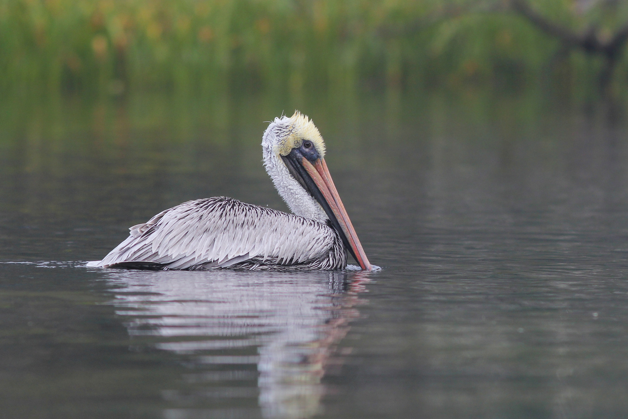 Canon EOS 60D + Canon EF 200mm F2.8L II USM sample photo. Chassahowitizka brown pelican photography