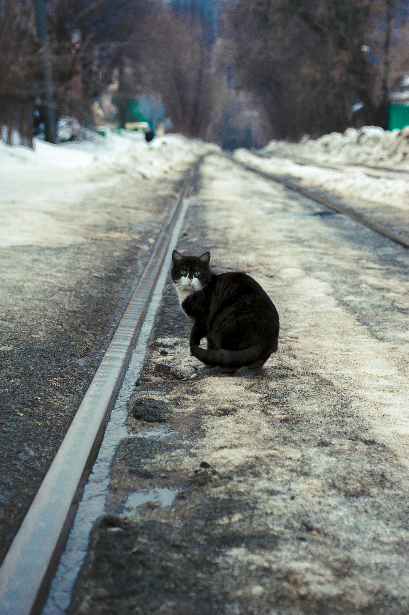 AF Zoom-Nikkor 28-85mm f/3.5-4.5 sample photo. Meow-new photography