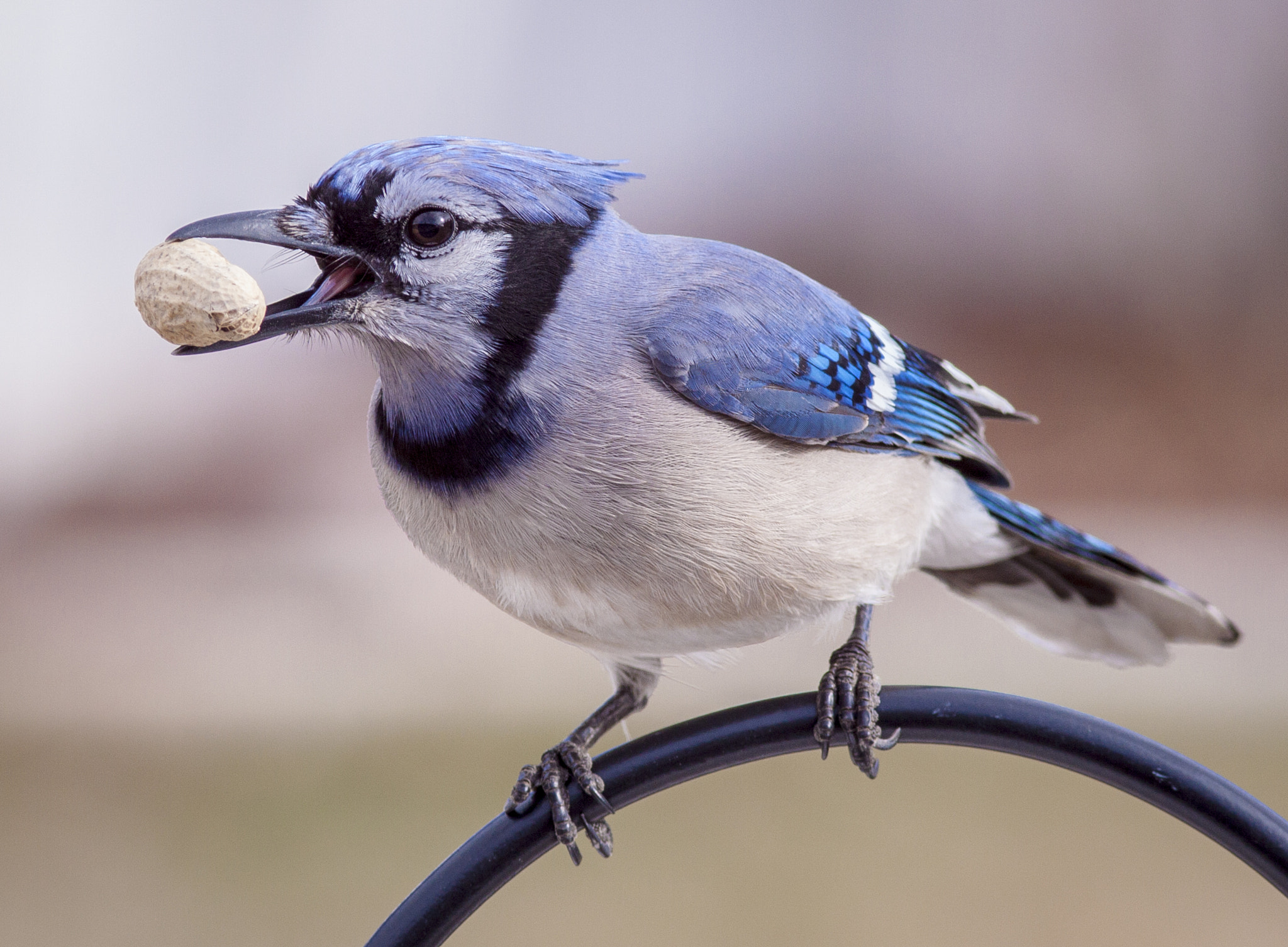 Canon EOS 50D + Canon EF 300mm F4L IS USM sample photo. Blue jay peanut buffet photography
