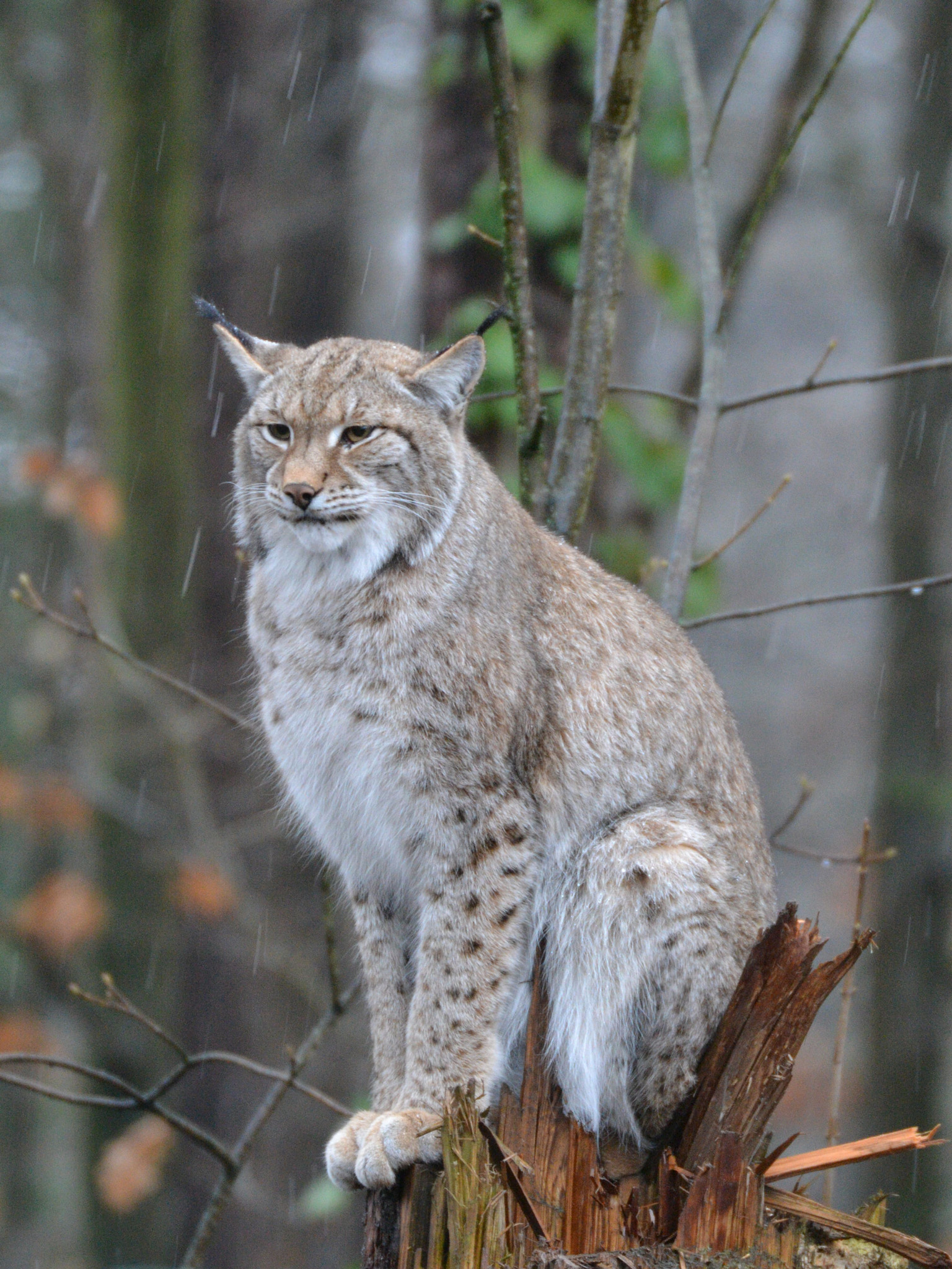 Sigma 50-500mm F4.5-6.3 DG OS HSM sample photo. Luchs photography