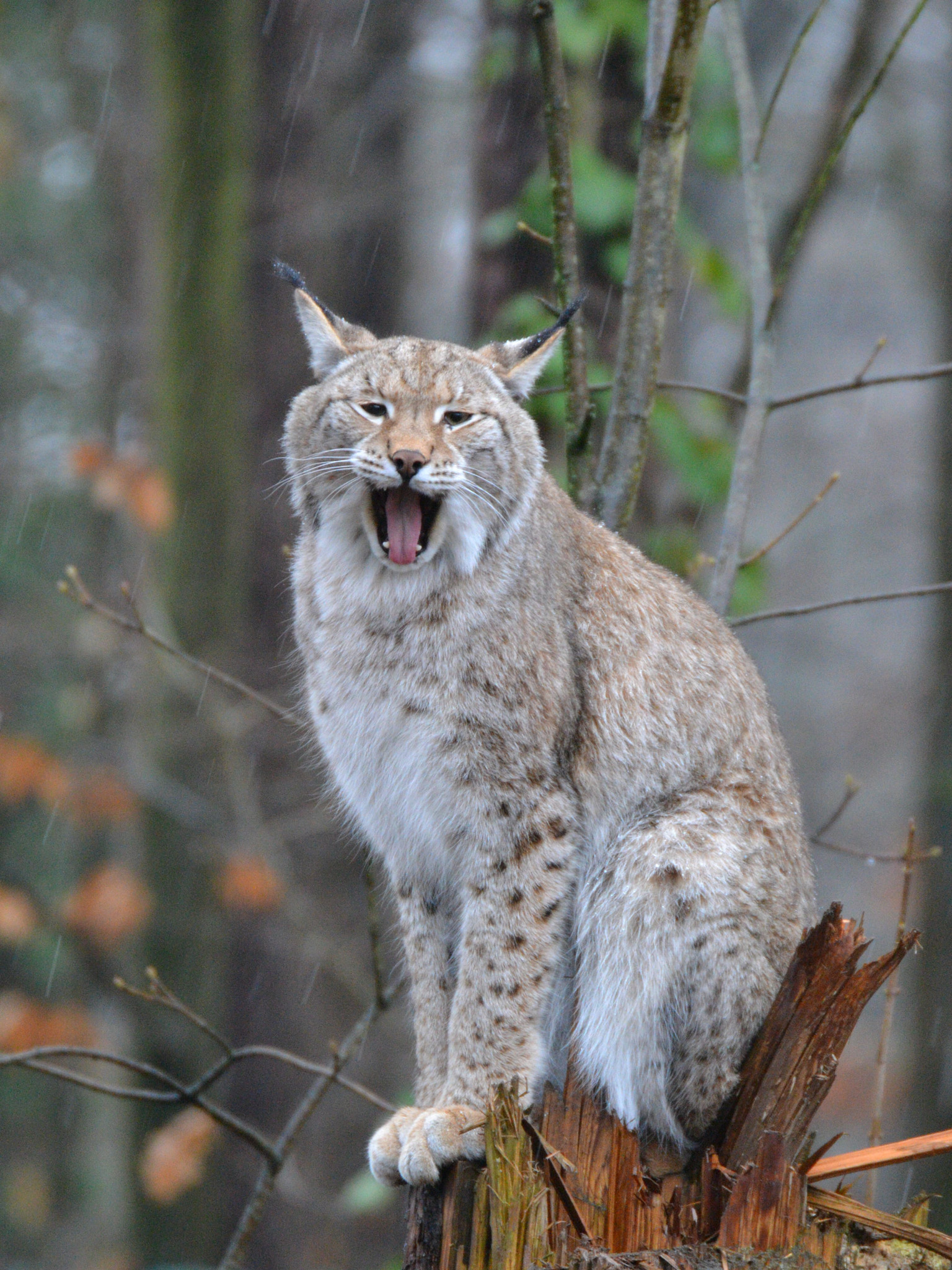 Sigma 50-500mm F4.5-6.3 DG OS HSM sample photo. Luchs photography