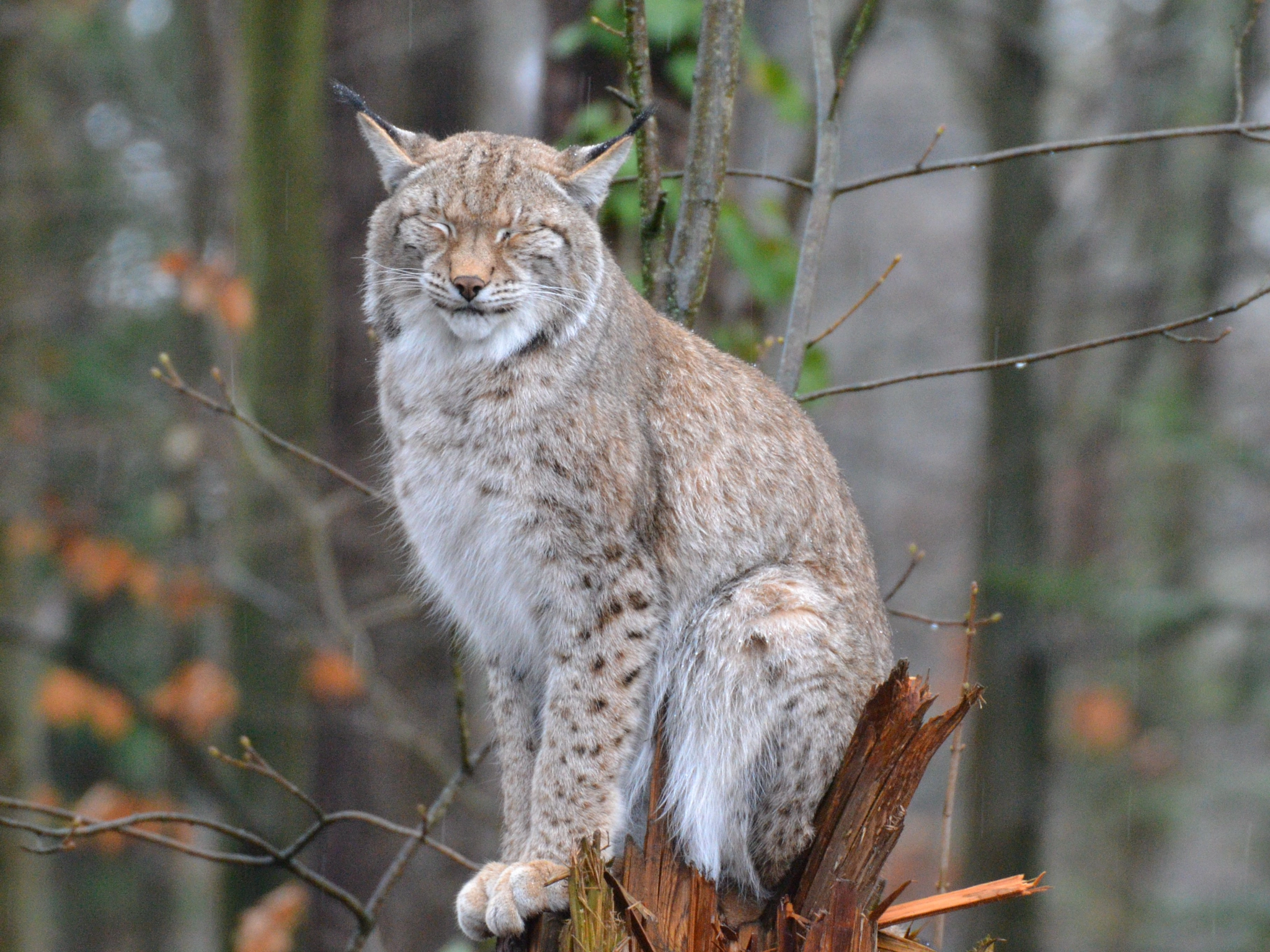 Sigma 50-500mm F4.5-6.3 DG OS HSM sample photo. Luchs photography